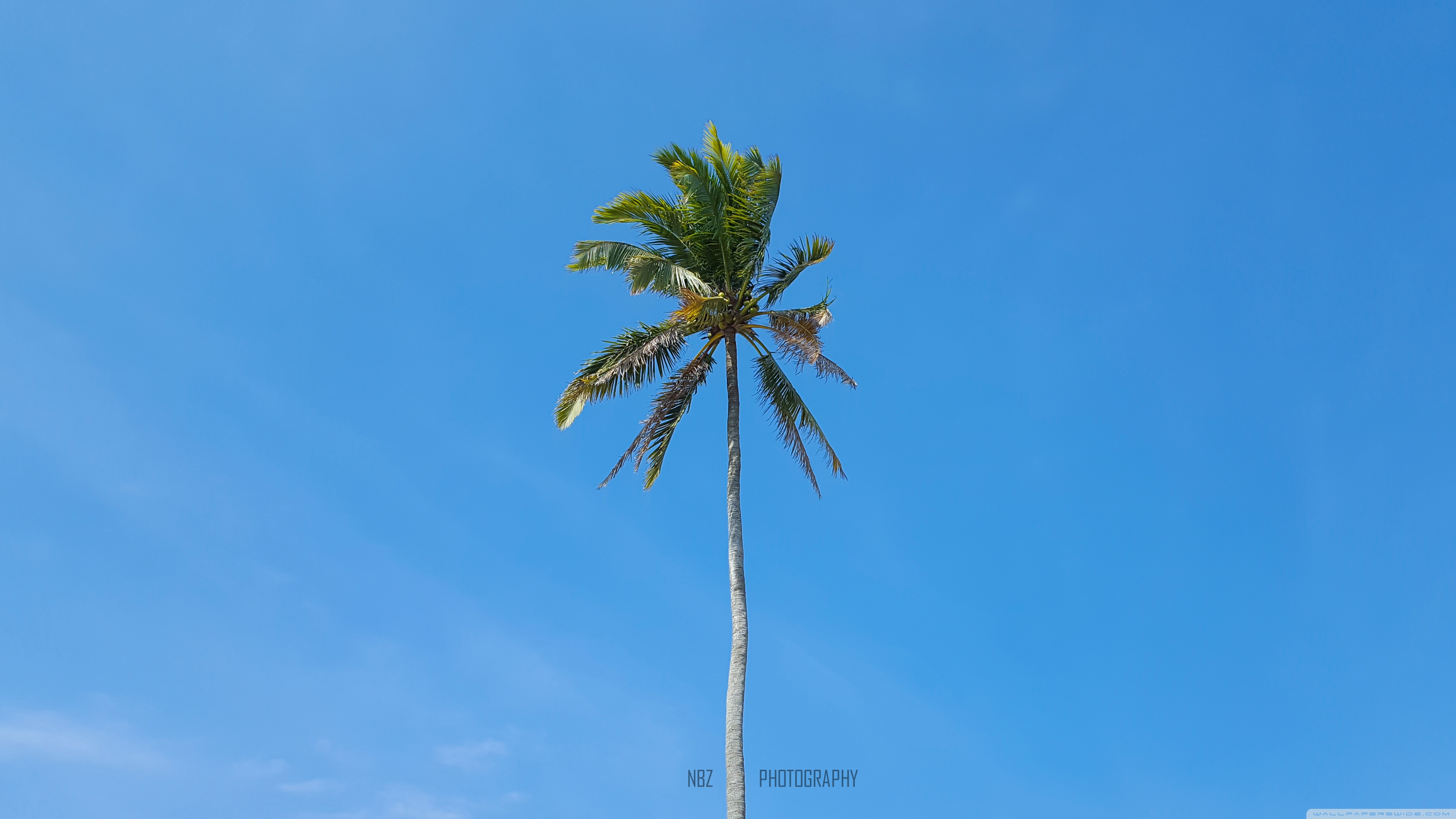 Palm Tree Ultra HD Desktop Background Wallpaper for 4K UHD TV, Widescreen & UltraWide Desktop & Laptop, Tablet