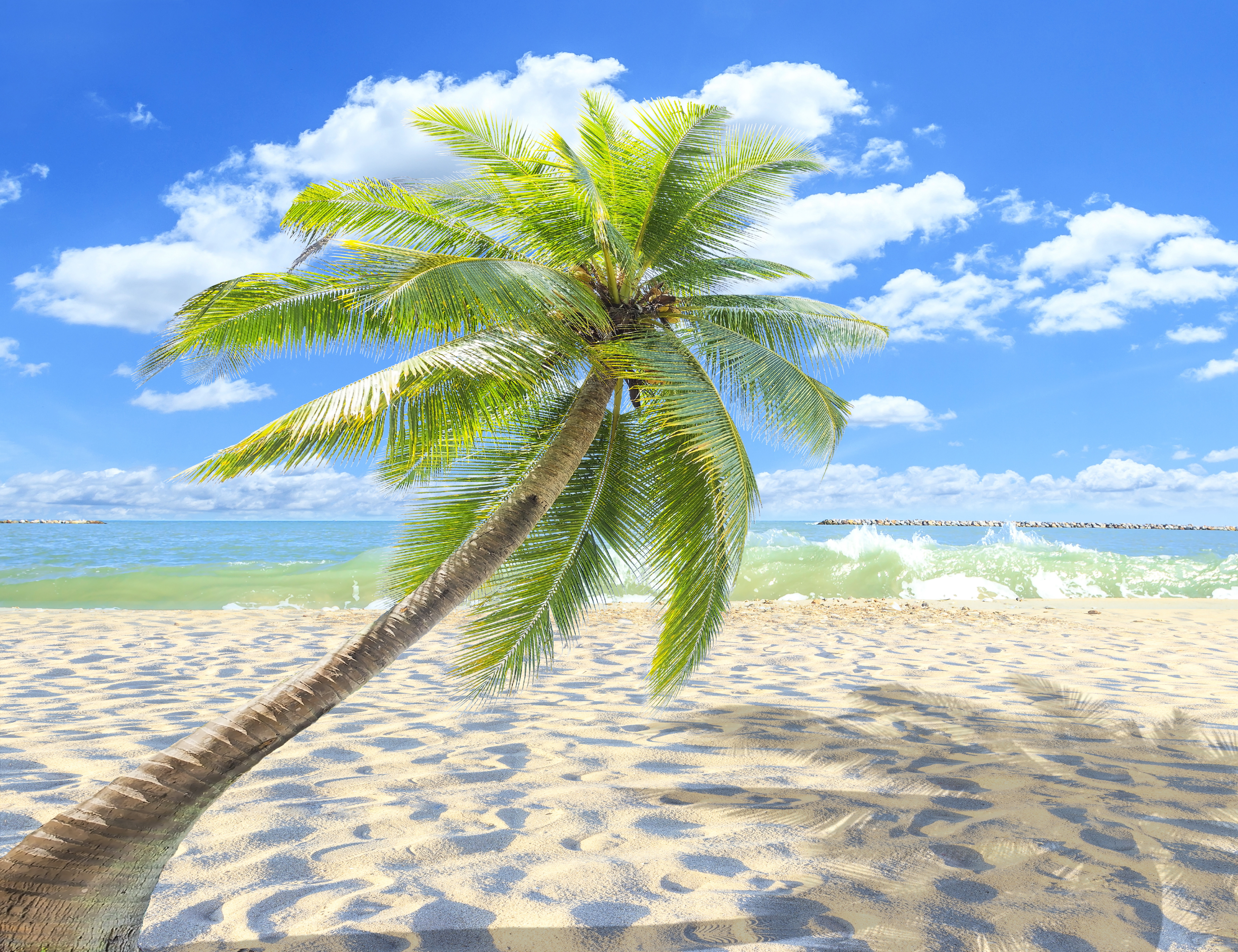 Nature Palm Tree 4k Ultra HD Wallpaper