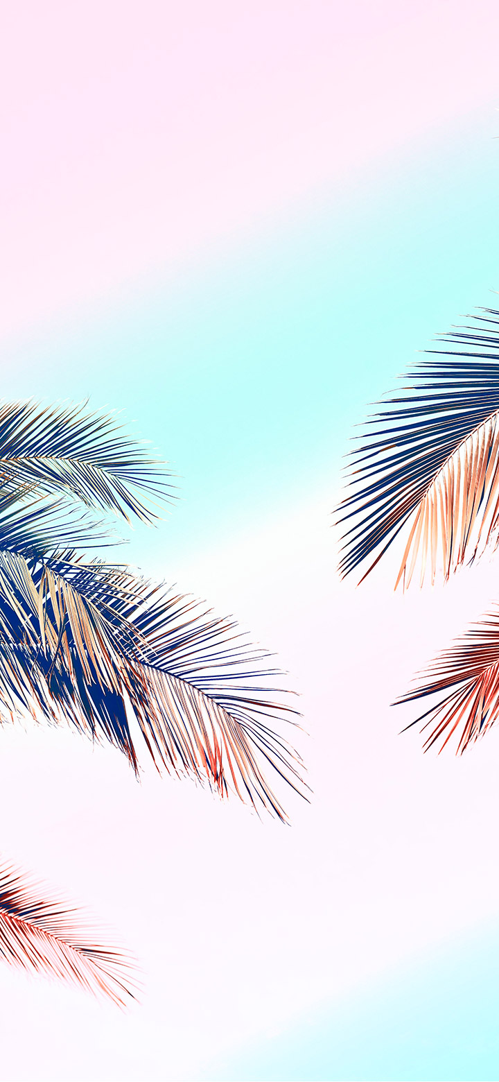 Aesthetic Palm Fronds Against Sunny Sky