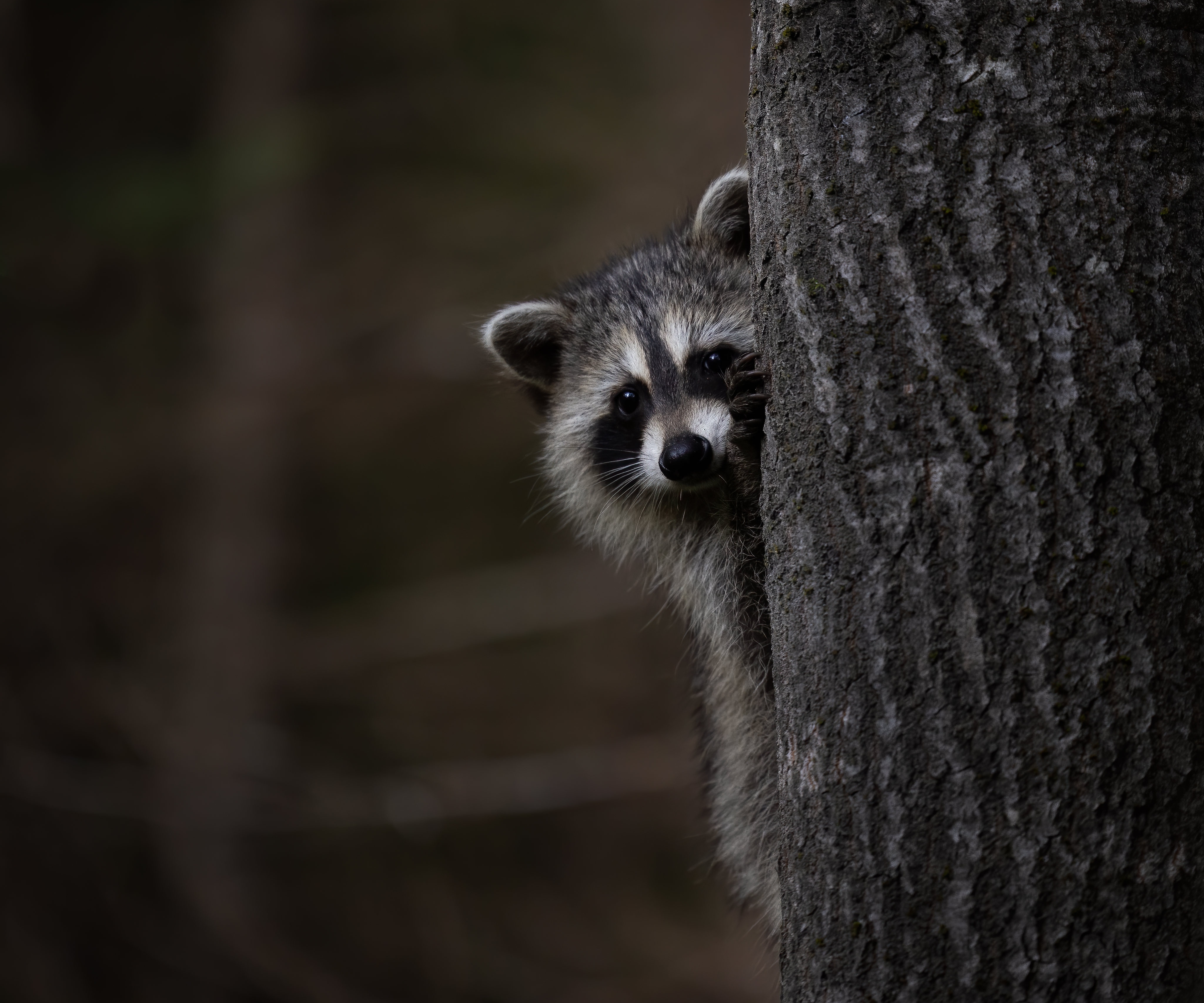 Animal Raccoon 4k Ultra HD Wallpaper