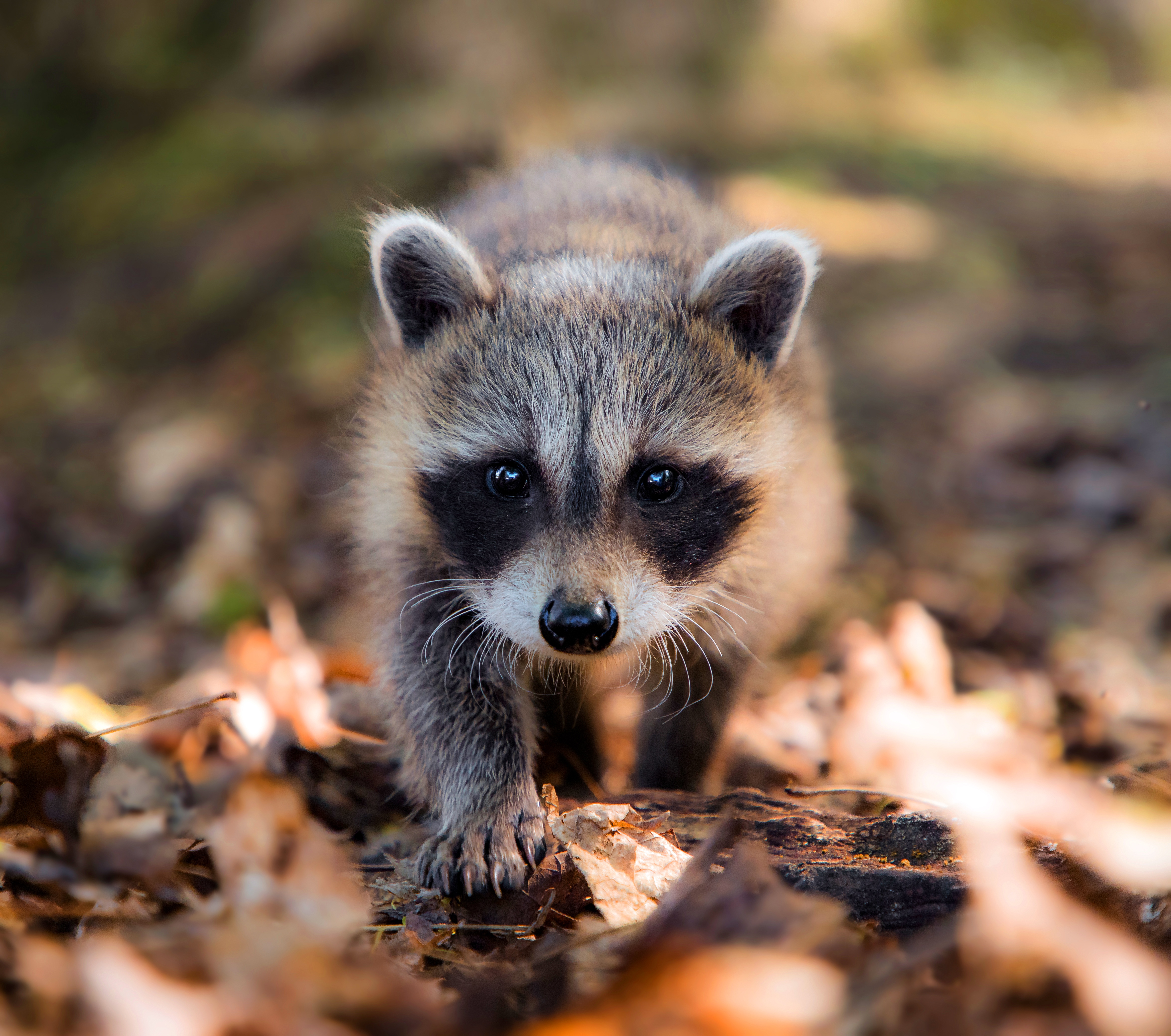 Animal Raccoon 4k Ultra HD Wallpaper