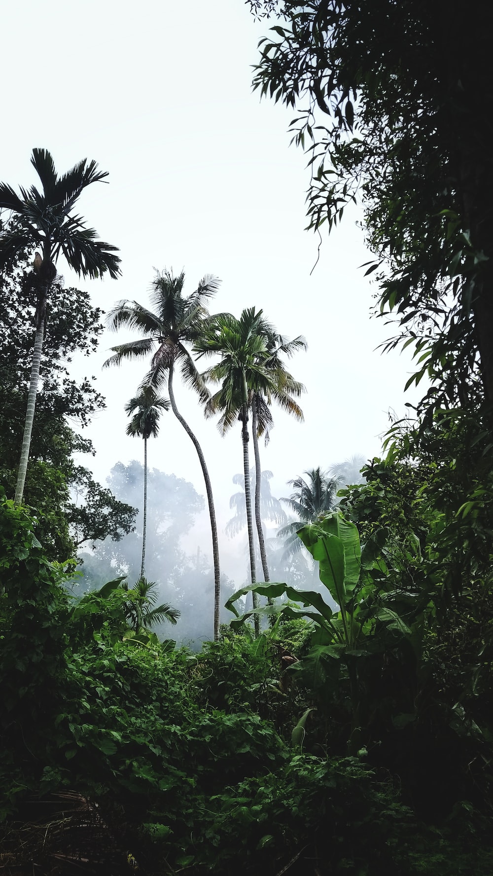 Jungle Trees Picture. Download Free Image