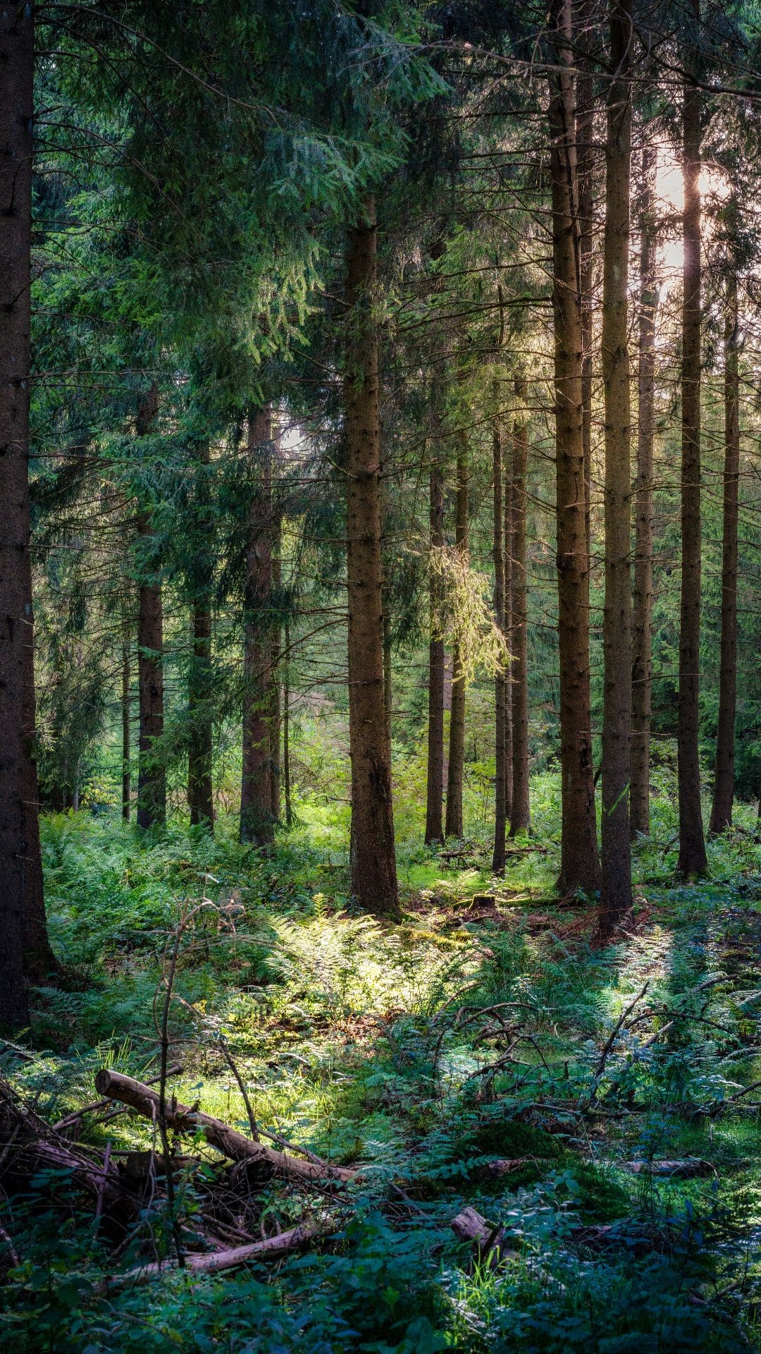 Best Forest iPhone Wallpaper