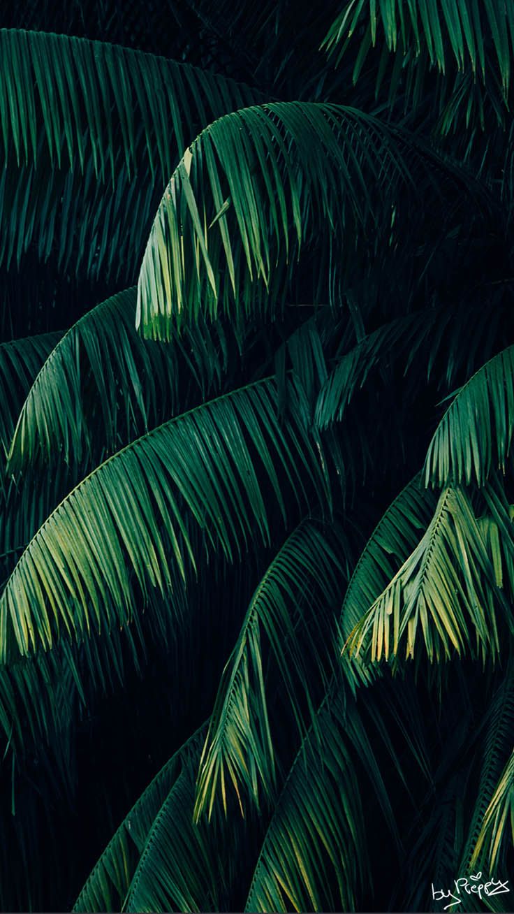 Tropical Jungle iPhone X Wallpaper. Preppy Wallpaper. Jungle photography, Green picture, Tropical wallpaper
