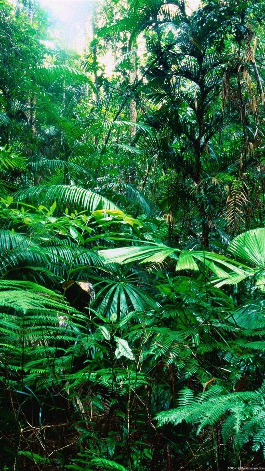 Tropical rain nature forest Wallpaper Download