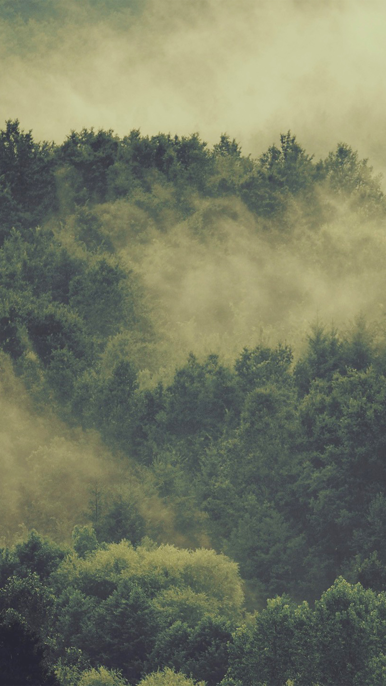 iPhone X wallpaper. forest wood fog nature green mountain
