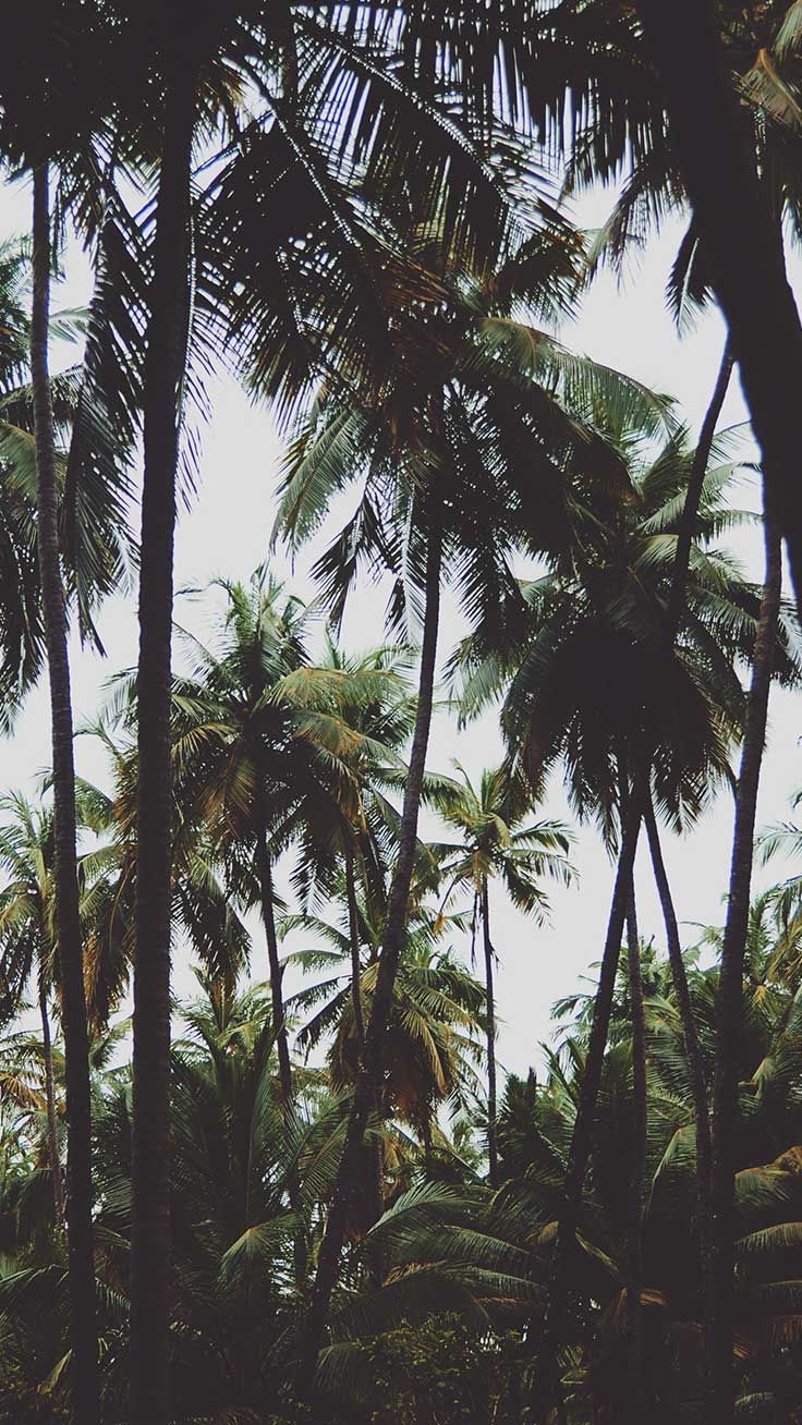 Welcome To The Jungle iPhone Xs Max Wallpaper. Preppy Wallpaper. Tree wallpaper iphone, Palm trees wallpaper, Android phone wallpaper