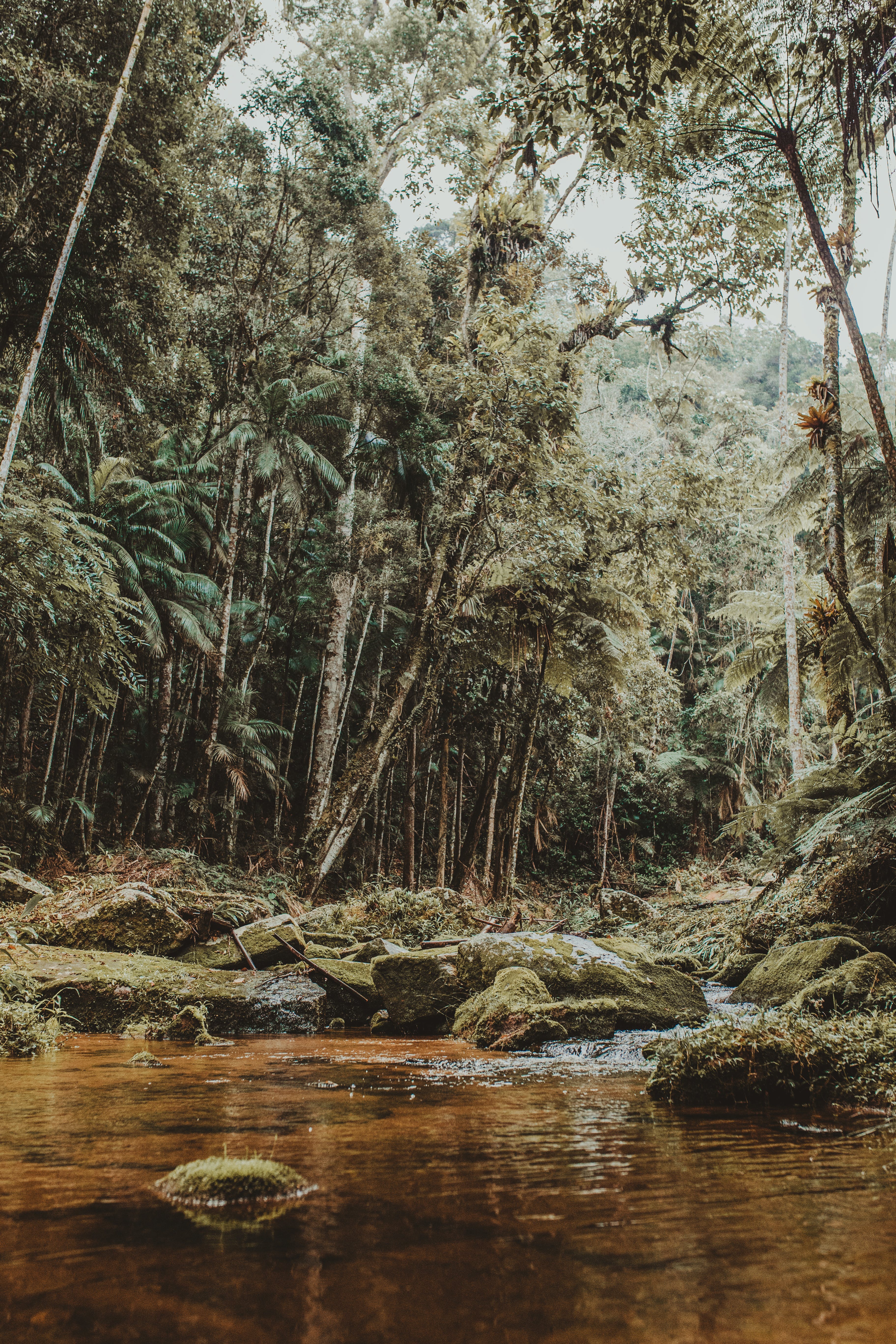 Jungle Wallpaper Photo, Download The BEST Free Jungle Wallpaper & HD Image