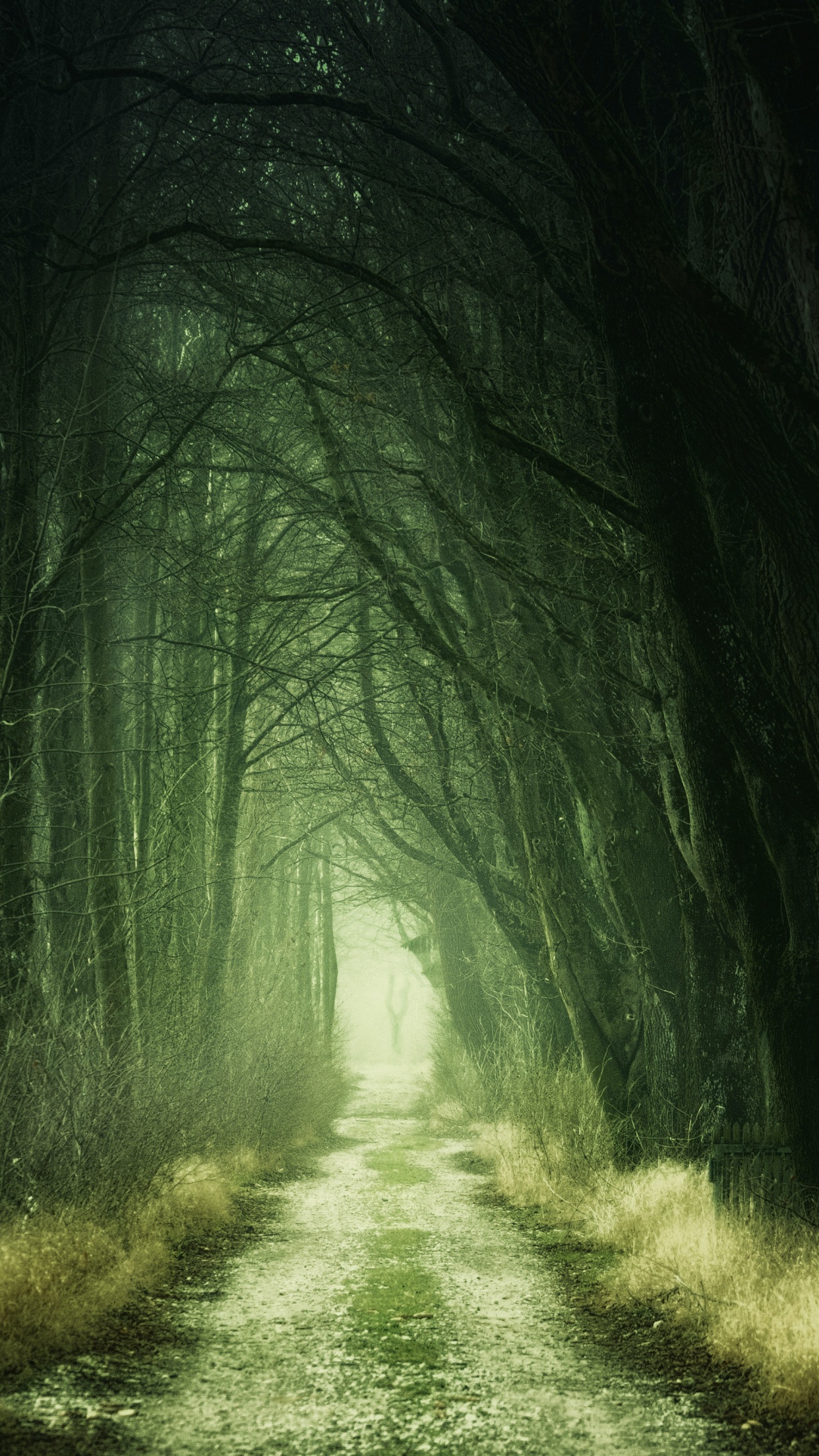Forest Wallpaper 4K, Aesthetic, Path, Fall, Calm