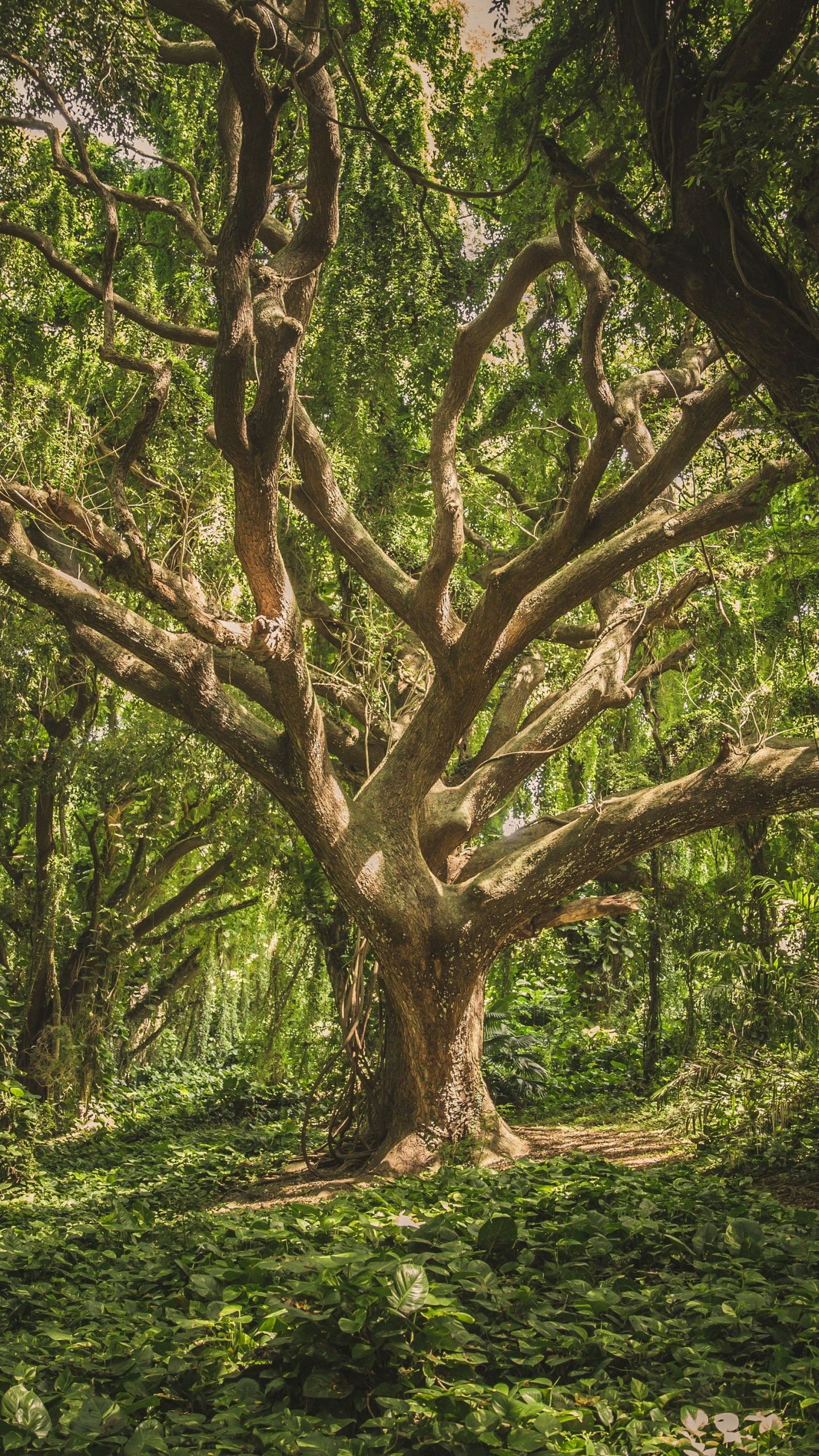 Jungle tree Wallpaper Download