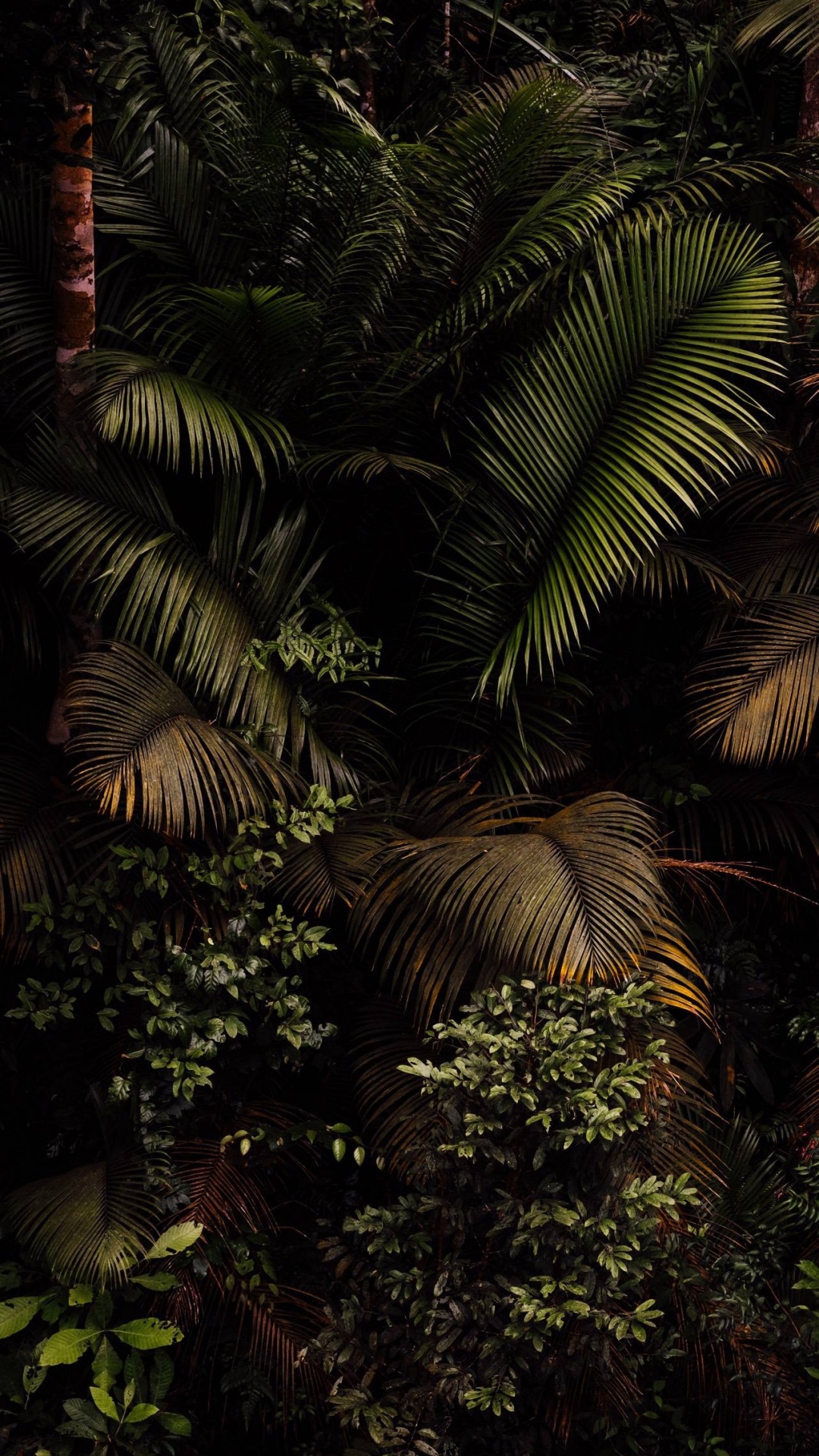 Rainforest Wallpaper for IPhone 6S /7 /8 [Retina HD]