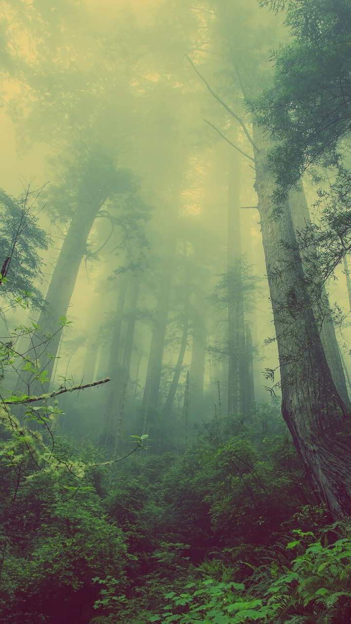 Jungle Mist Nature iPhone Wallpaper