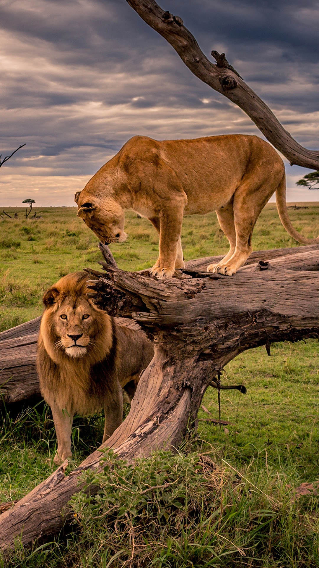 Wallpaper Lions Lioness Africa Nature Trunk tree Grass 1080x1920