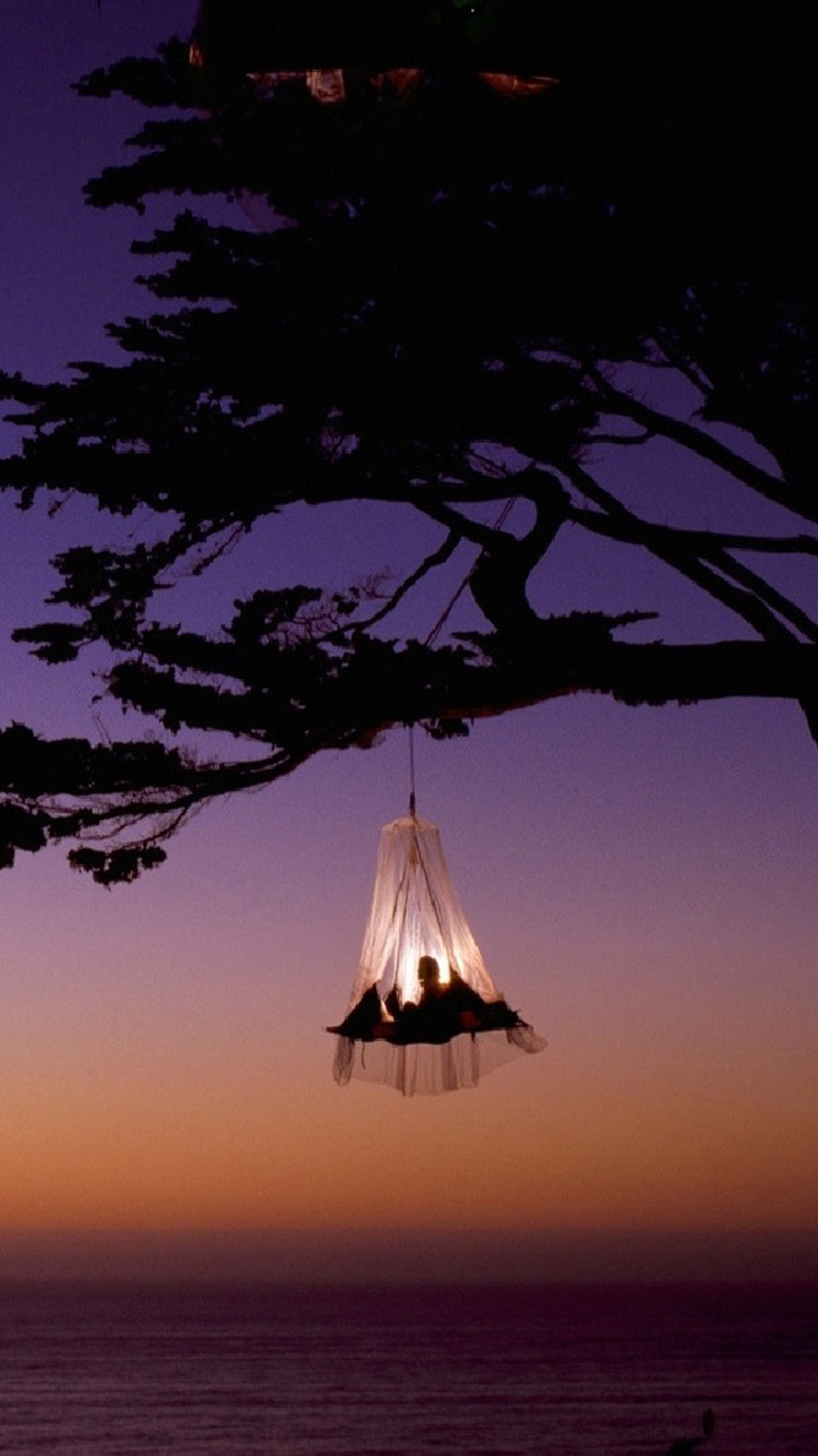 Valentine tree Africa Hotels Free Download Wallpaper for Phone