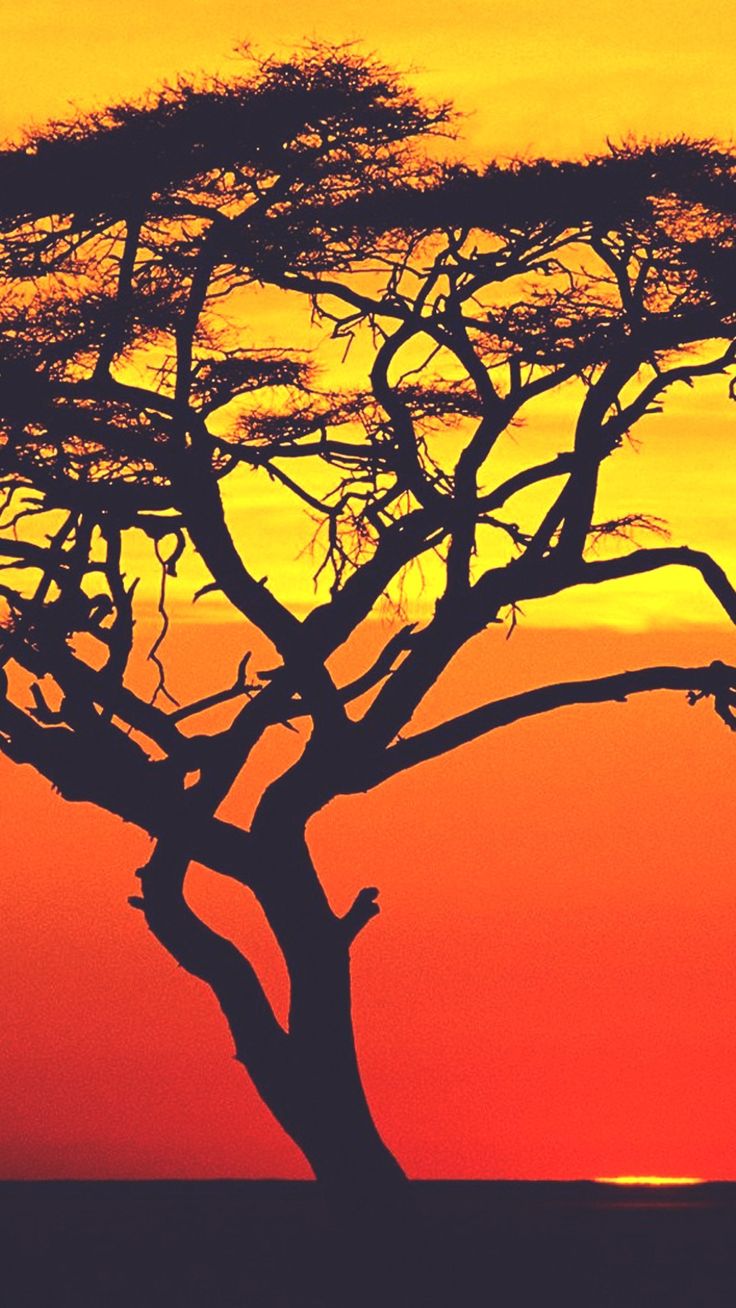 Sunset in Africa Lonely Tree Smartphone Wallpaper and Lockscreen HD /sunset. Android wallpaper, Wallpaper, HD phone wallpaper