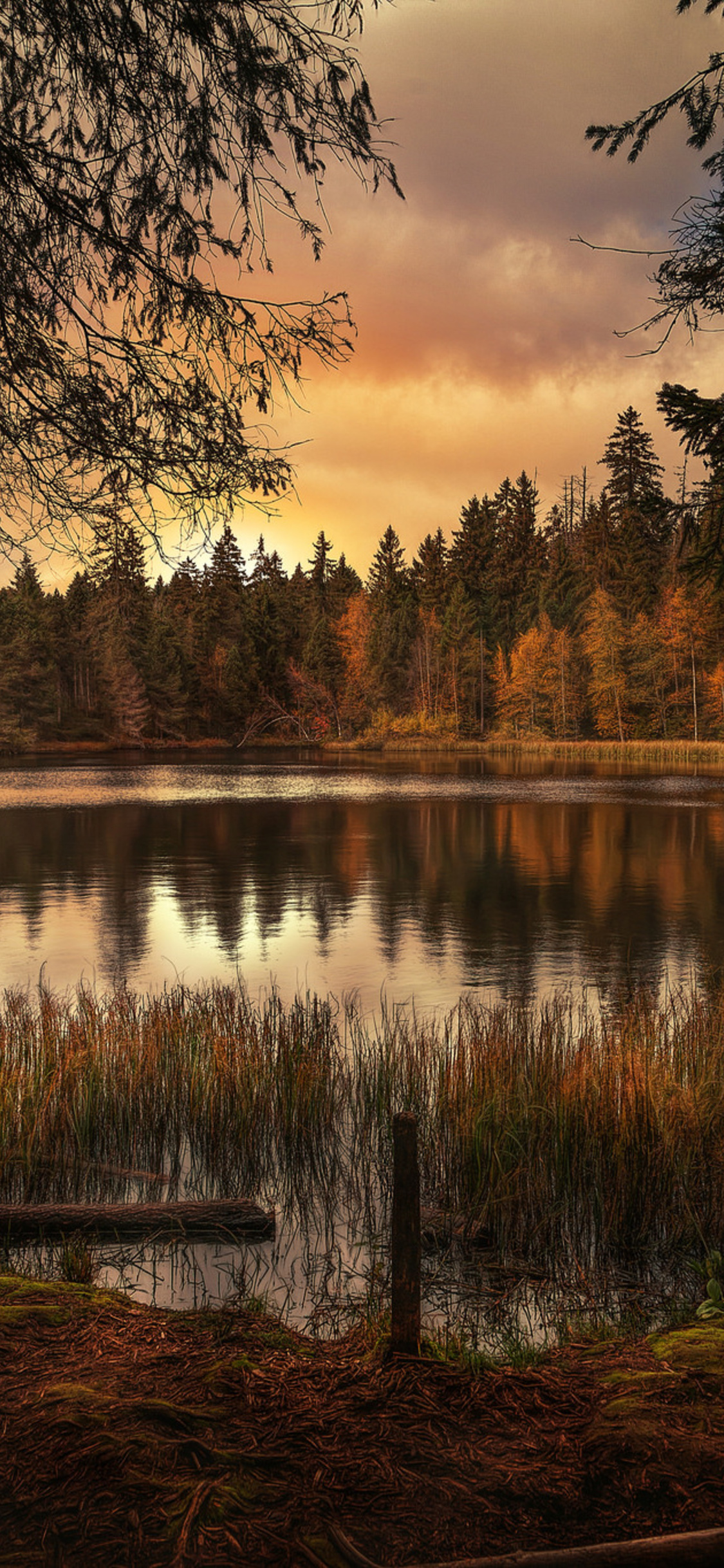 Forest Lake Landscape iPhone XS, iPhone 10, iPhone X , HD 4k Wallpaper, Image, Background, Photos and Picture
