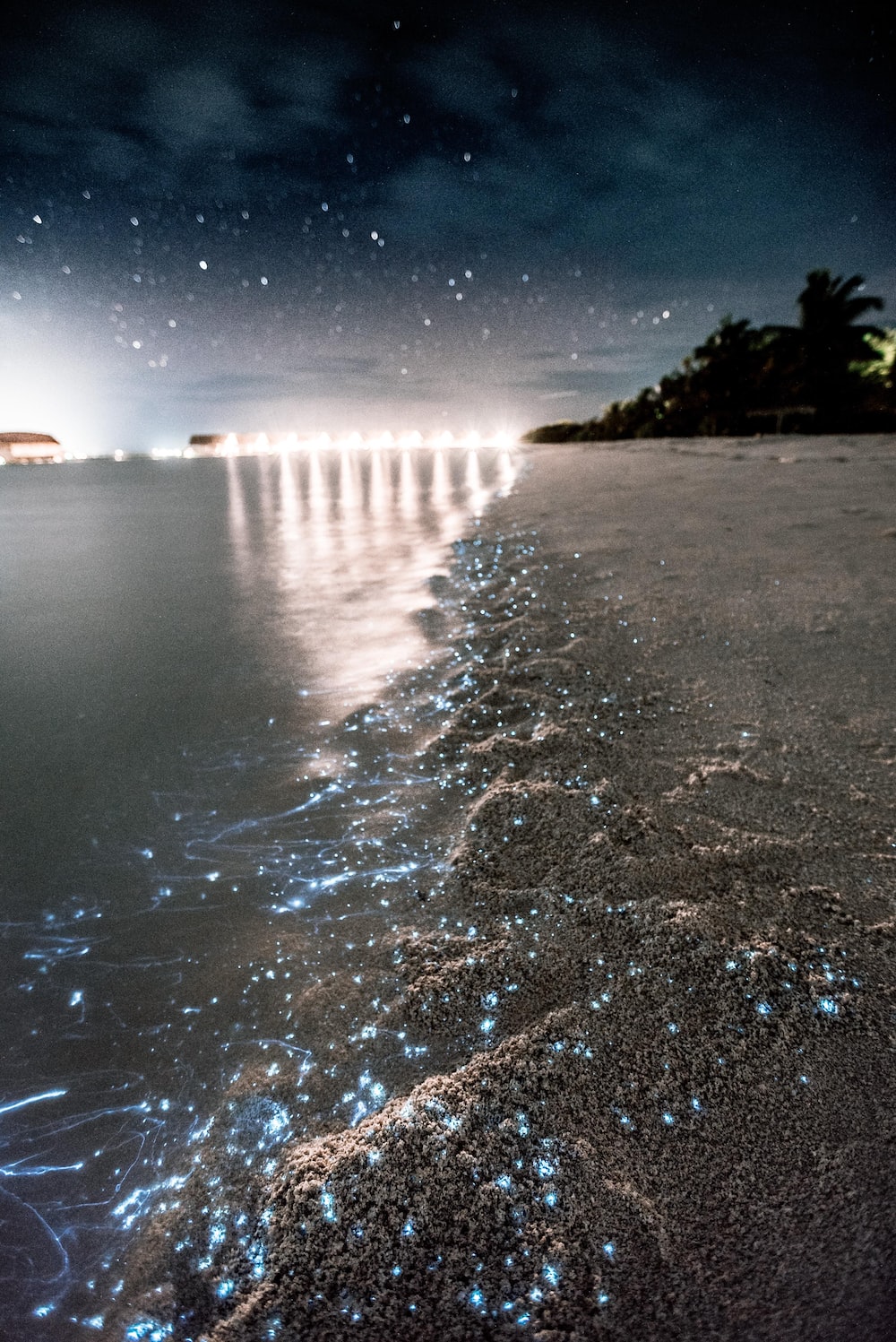 30,Bioluminescence Picture. Download Free Image