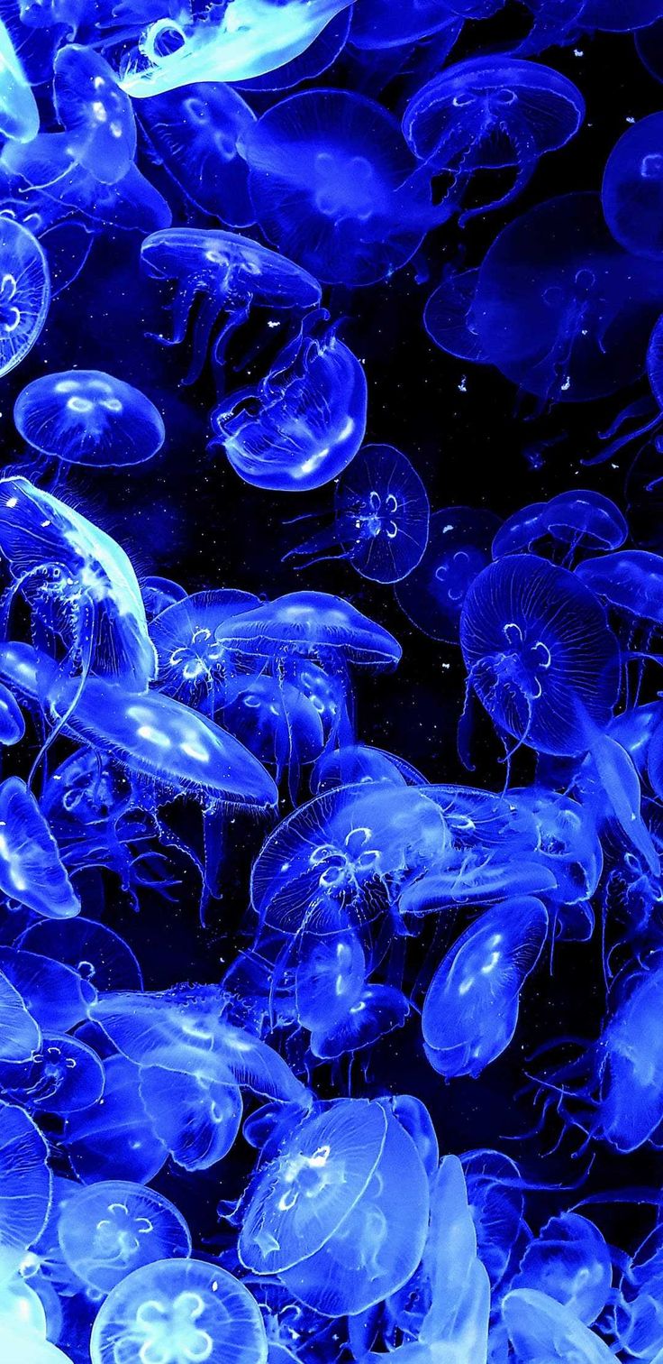 Jellyfish Wallpaper Discover more Blue Jellyfish, Glowing Jellyfish, Jellyfish, Ocean, Sea wallpaper.. Jellyfish picture, Jelly wallpaper, Fish background