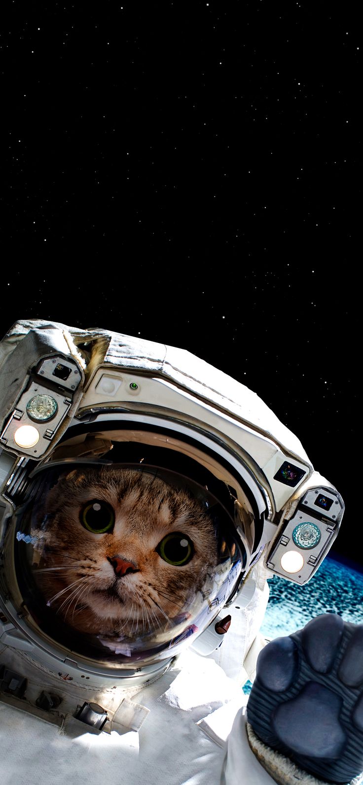 cat, Astronaut cat, Cute cat wallpaper