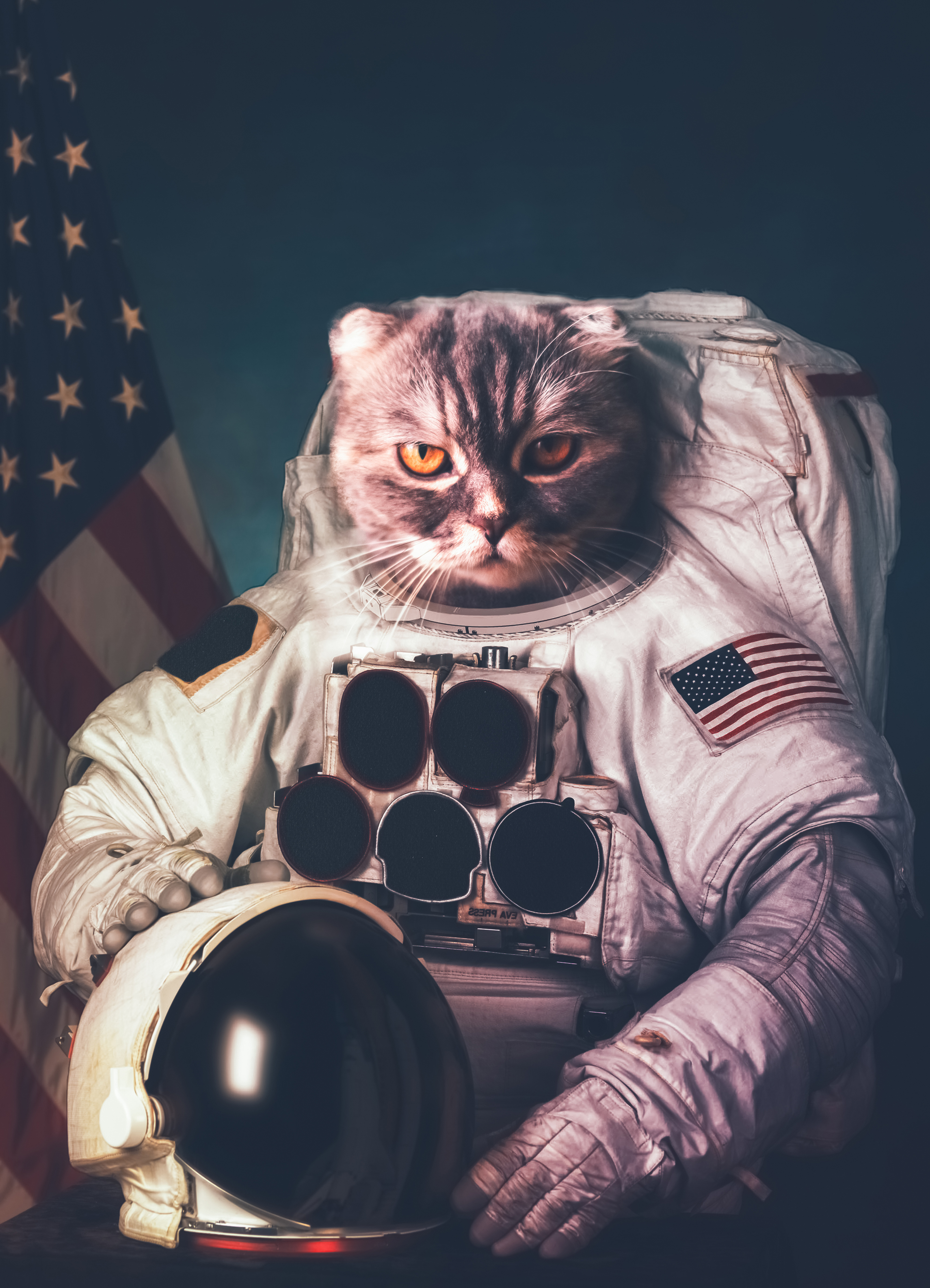 image cat astronaut Helmet Creative