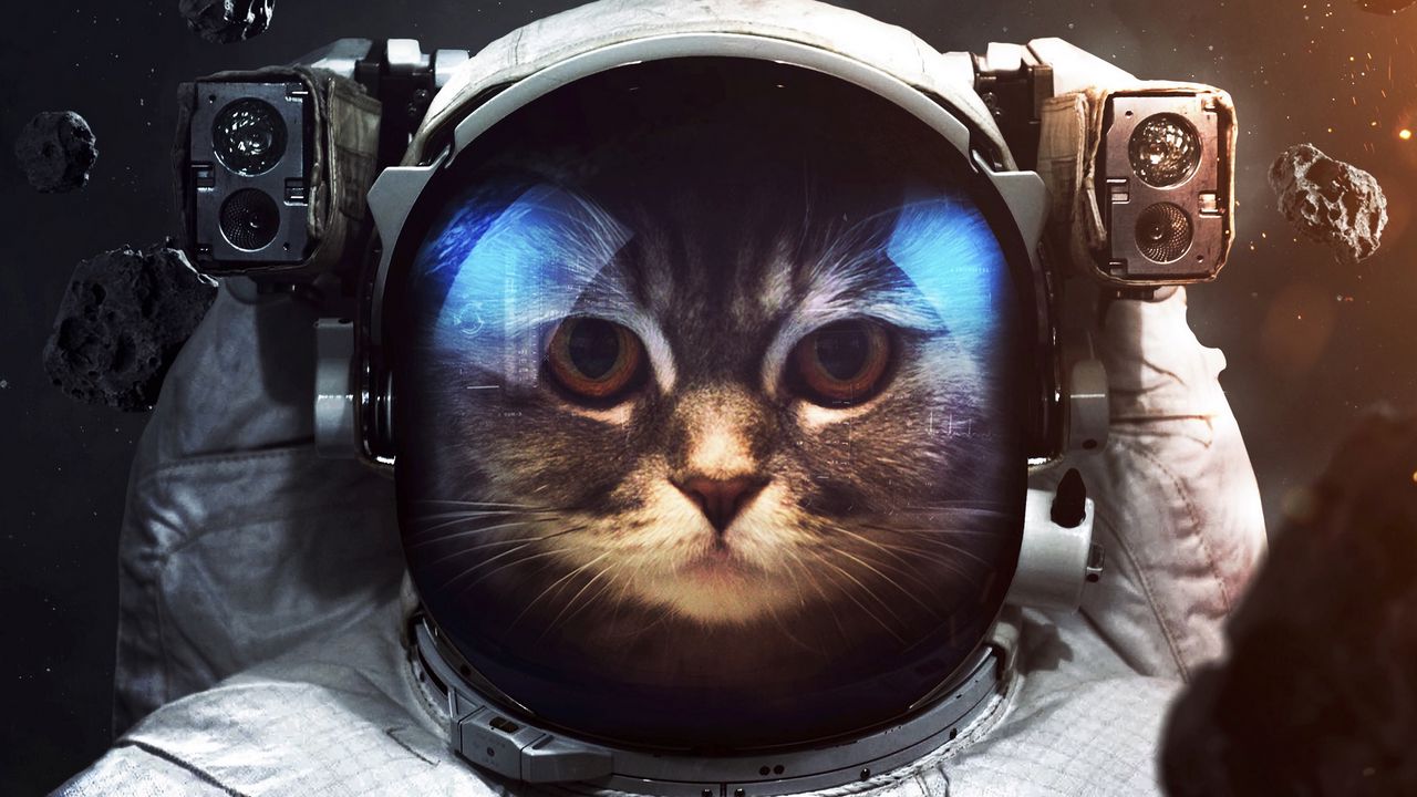 Wallpaper cat, cosmonaut, space suit