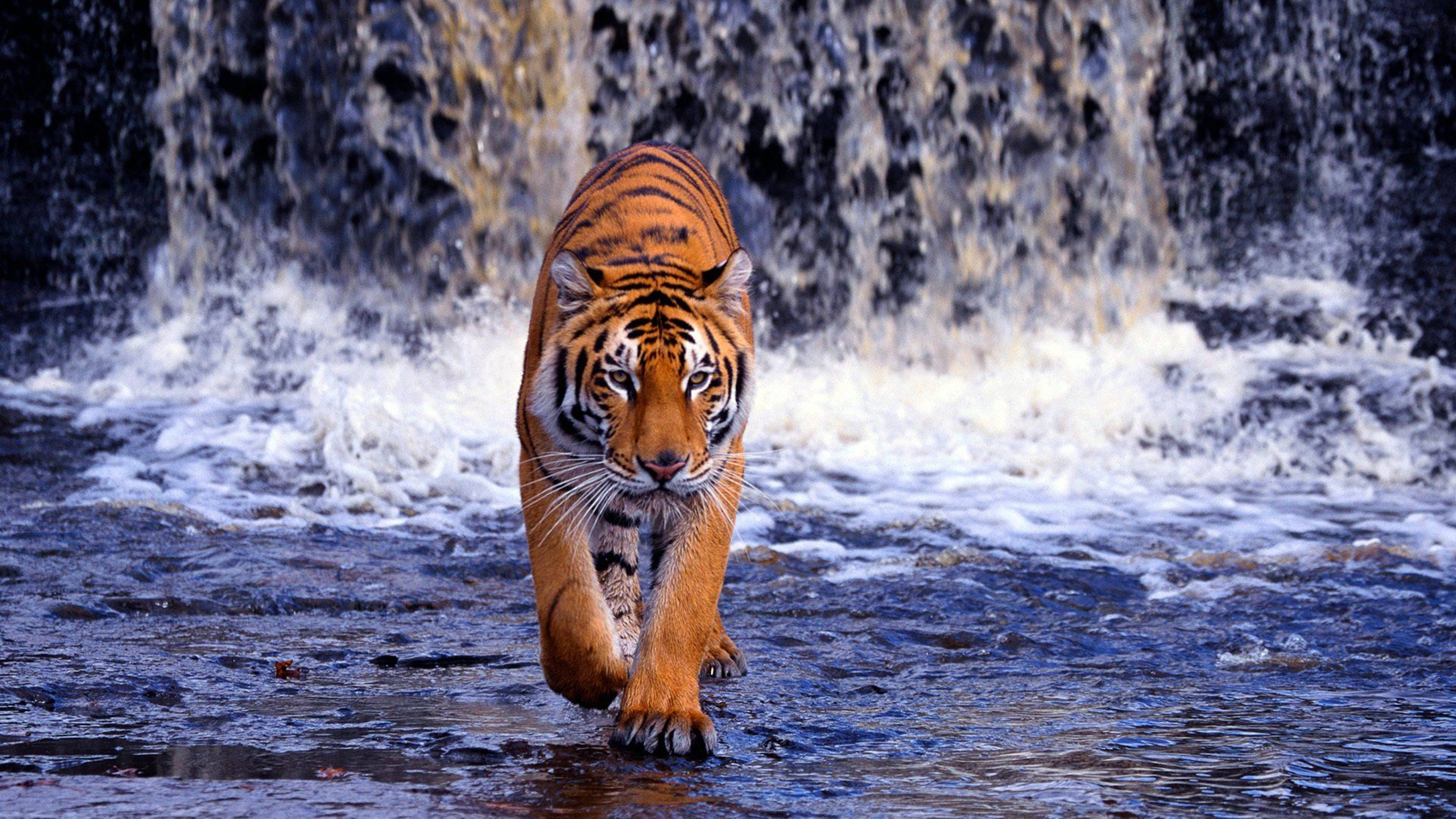 Waterfall 8K Tiger UHD Wallpaper
