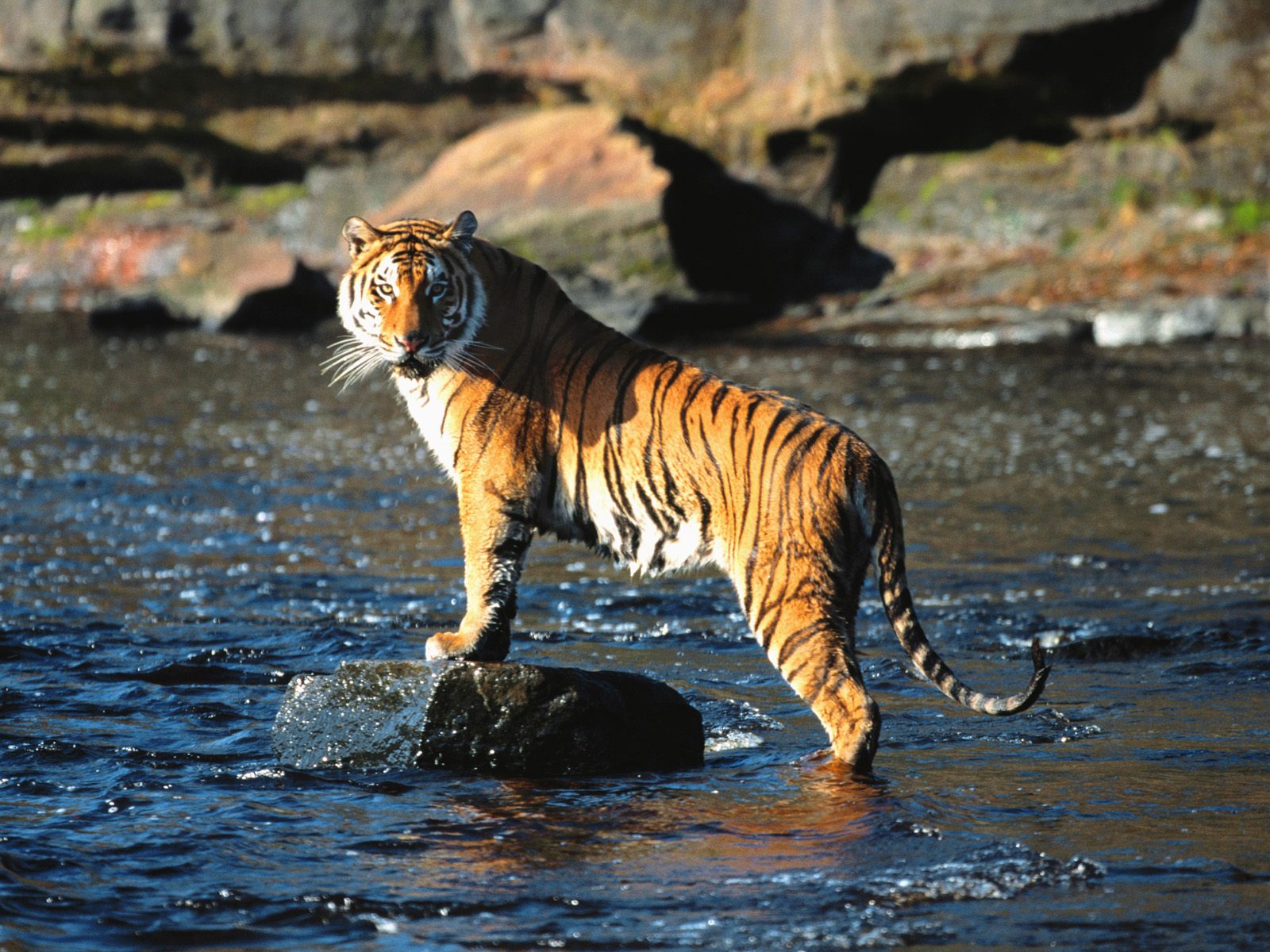 Picasa Pics Store: Tiger Hunting Wallpaper