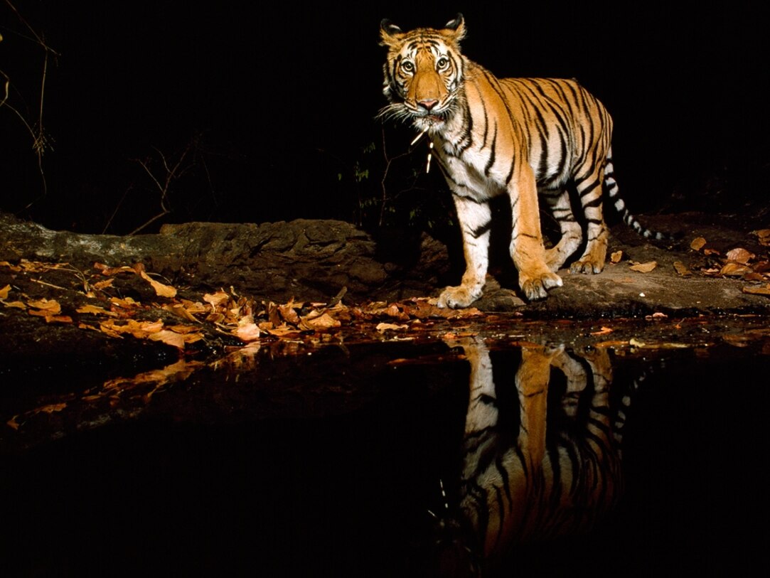 Tiger Picture Wallpaper