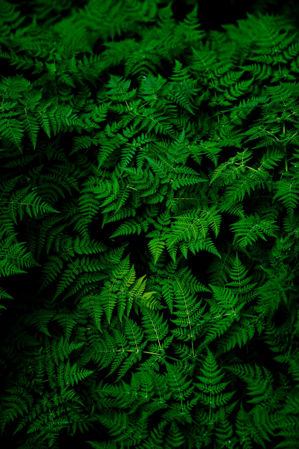 Green Wallpaper: Free HD Download