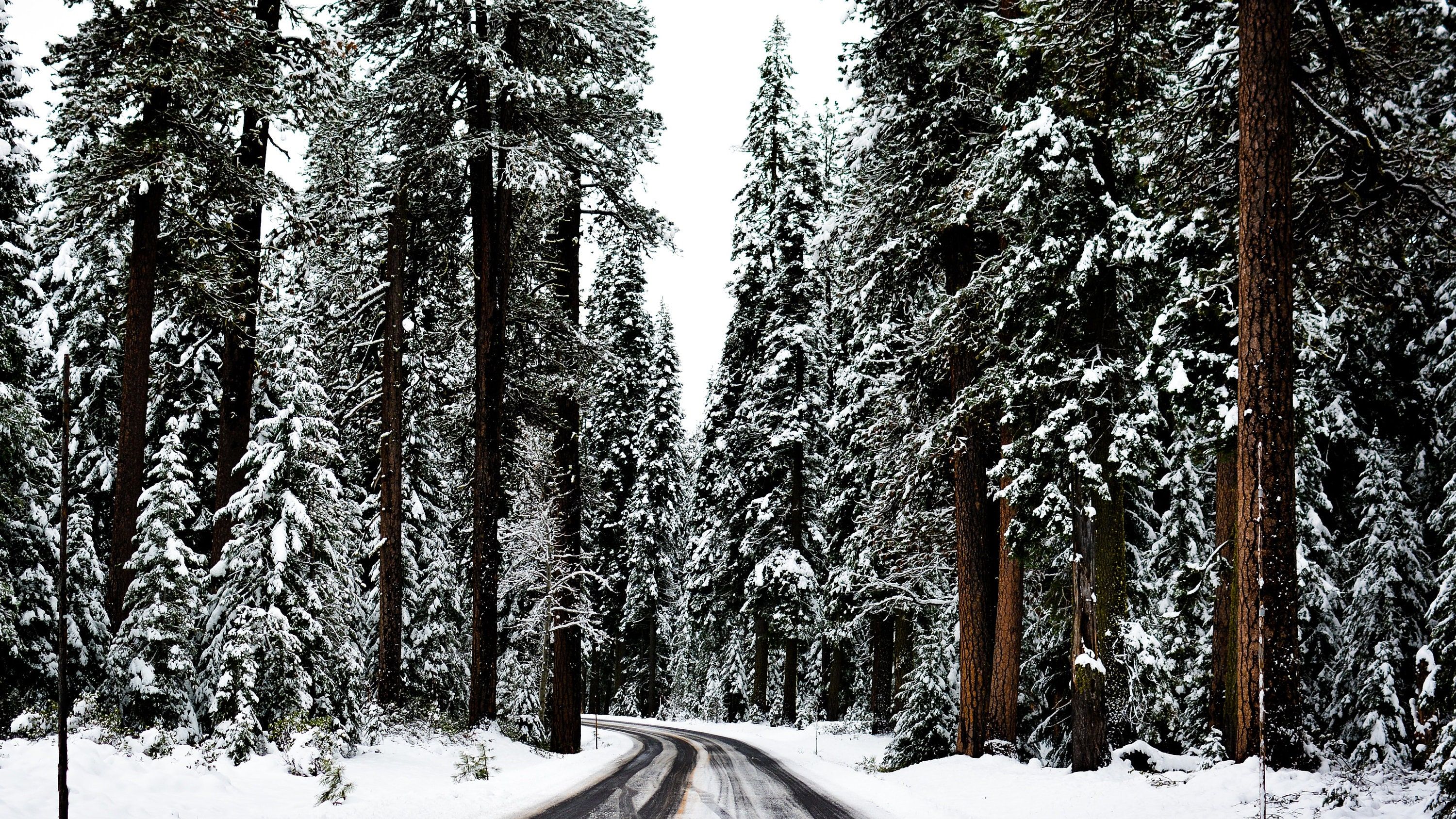 Frame TV Art Winter Wood Trees Forest