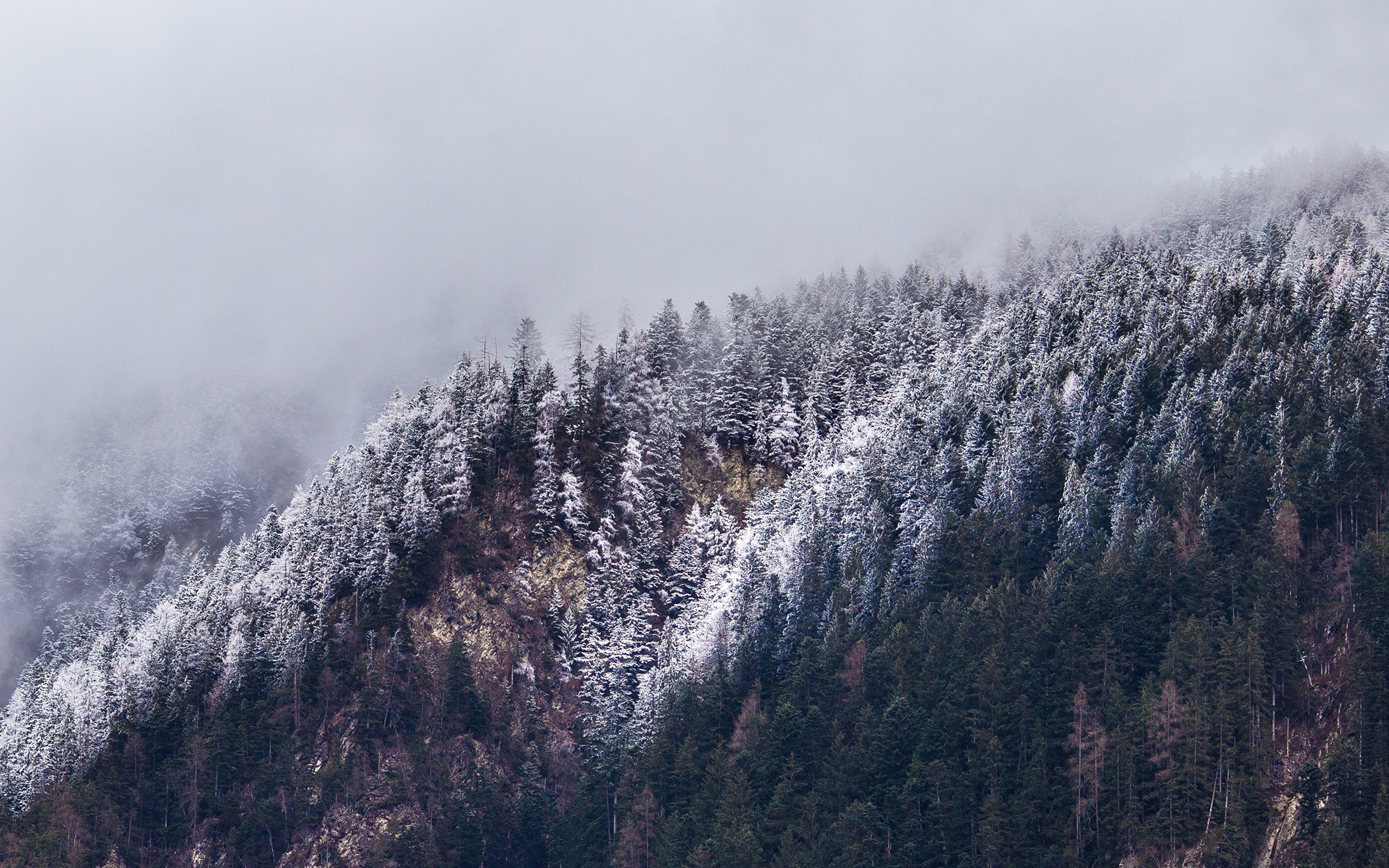 Cold Mountain Winter Tree White