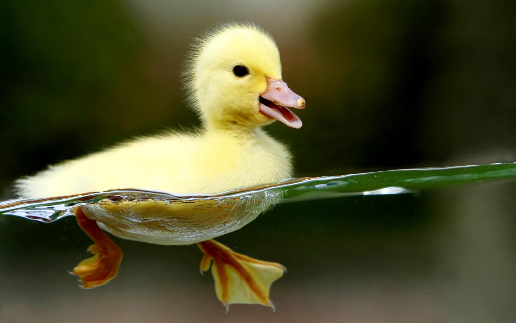 Easter, Ducks and New Life. The Little