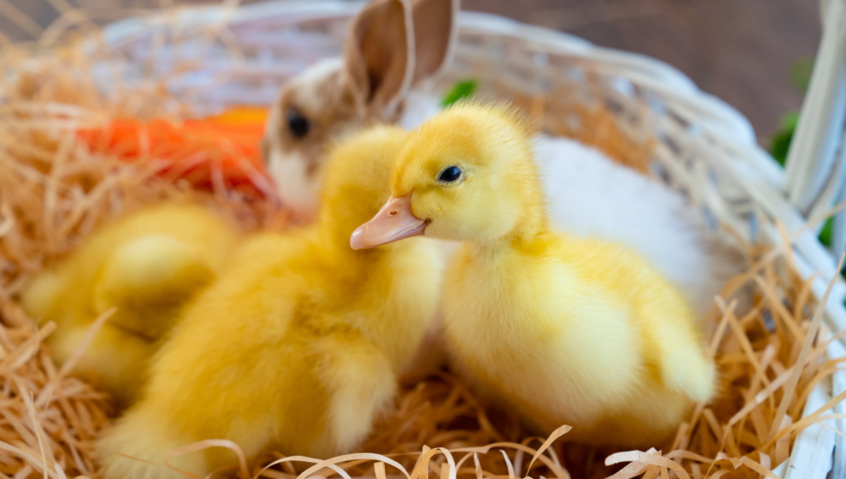 Leave Salmonella out of Easter