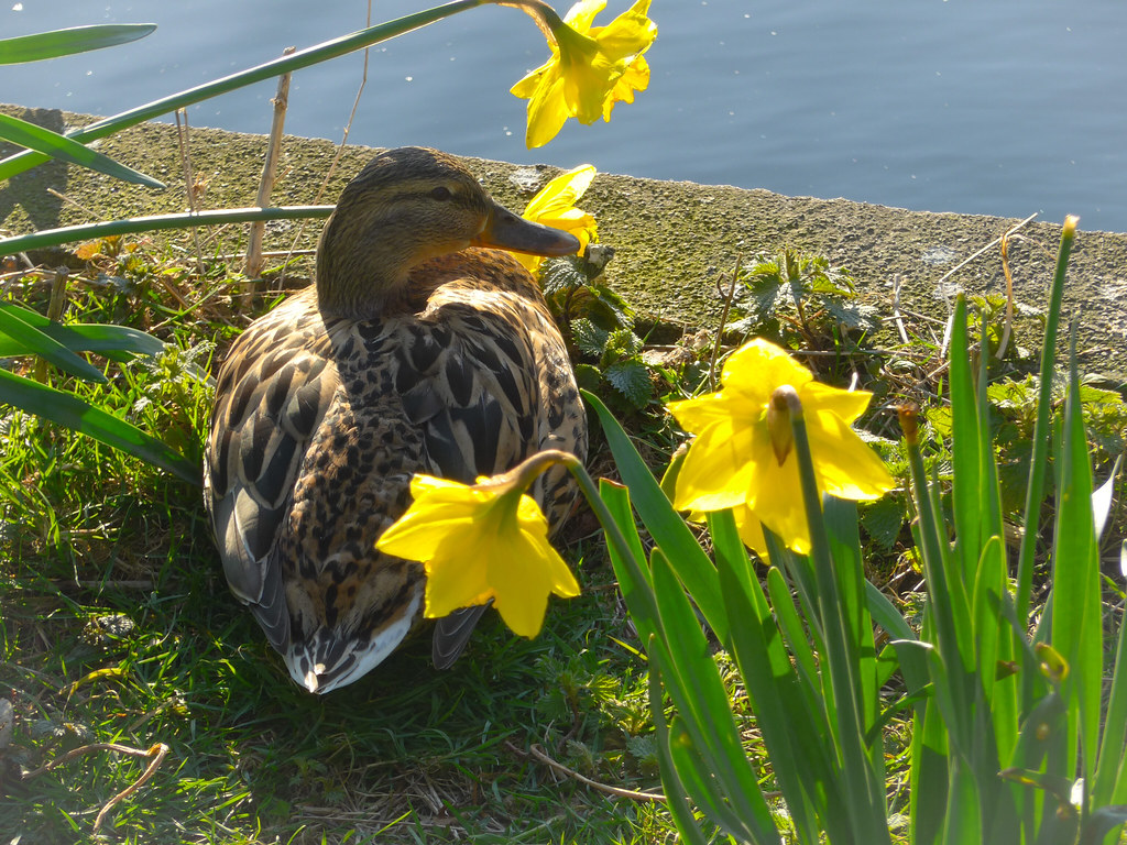 Easter Duck Wallpapers - Wallpaper Cave