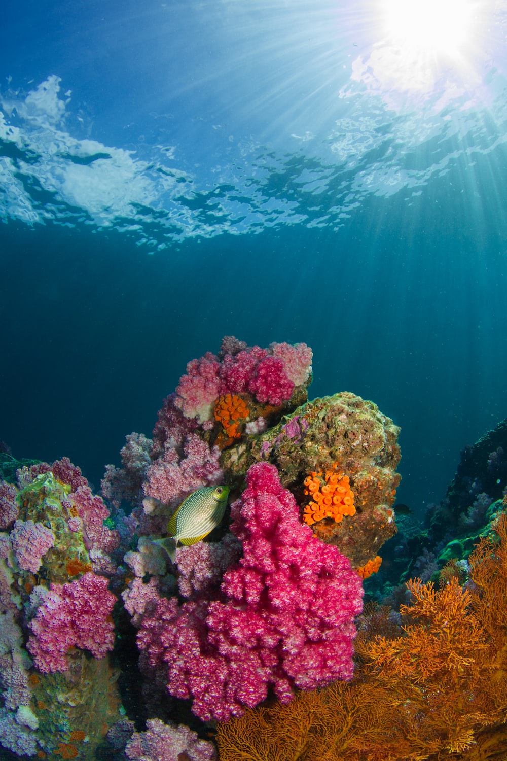 underwater background best free
