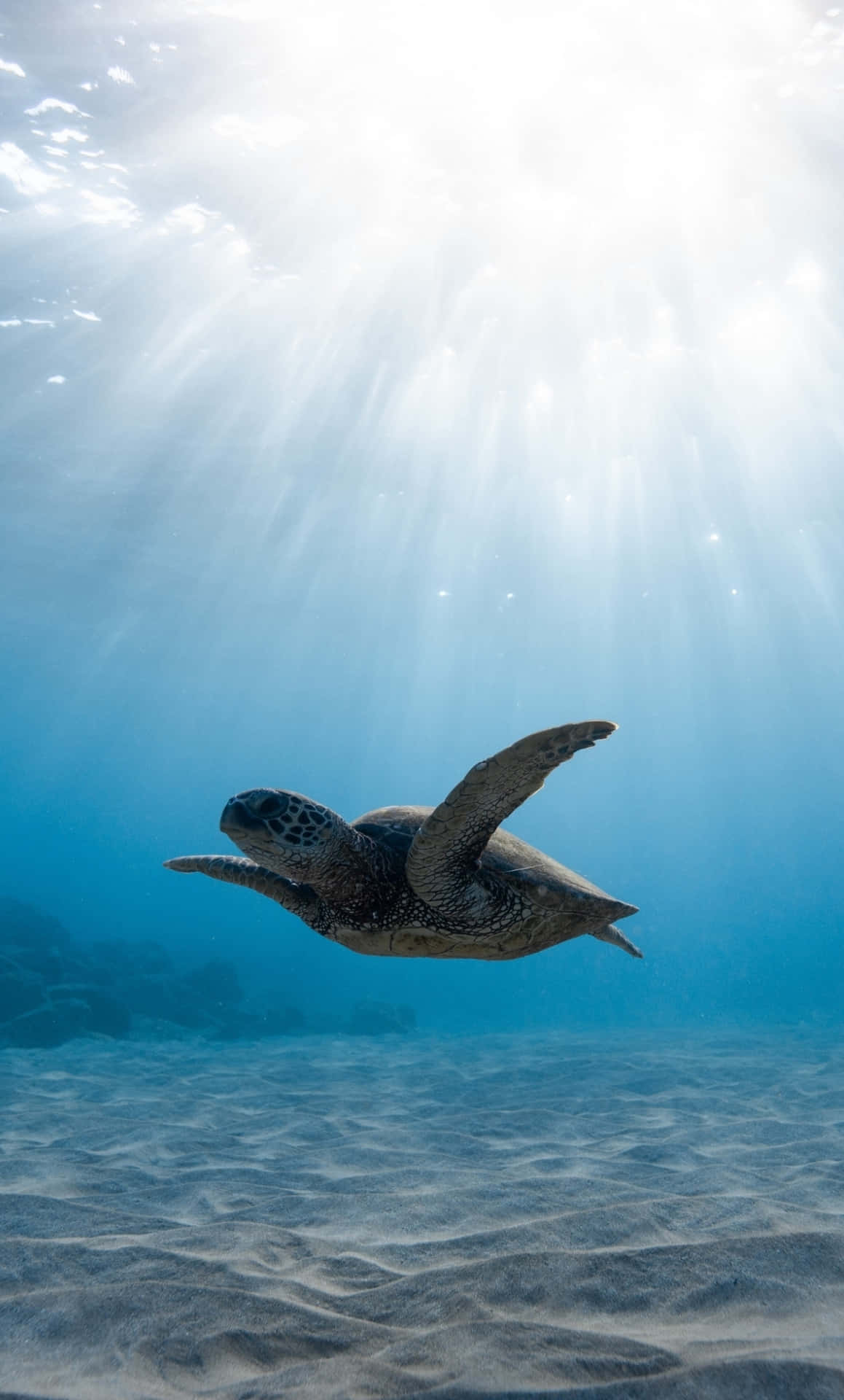 Underwater iPhone Wallpaper