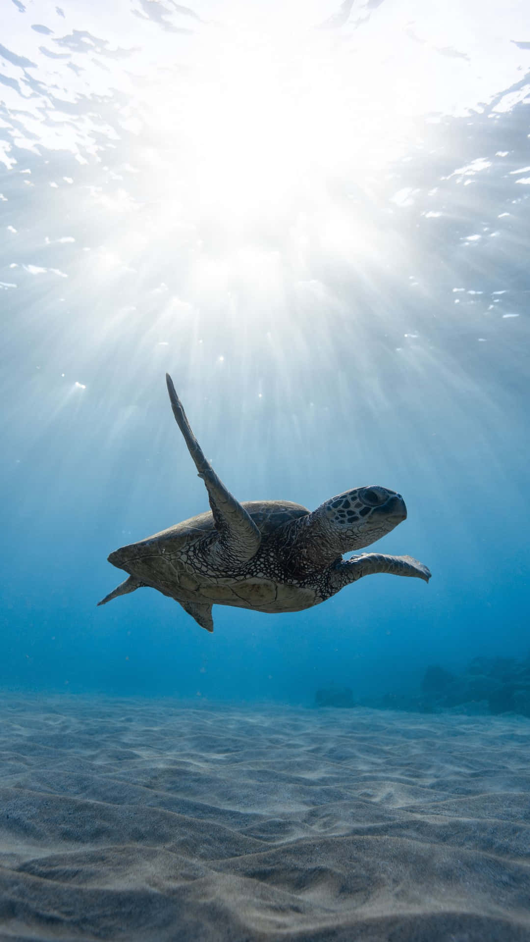 Download A Sea Turtle Swimming Under