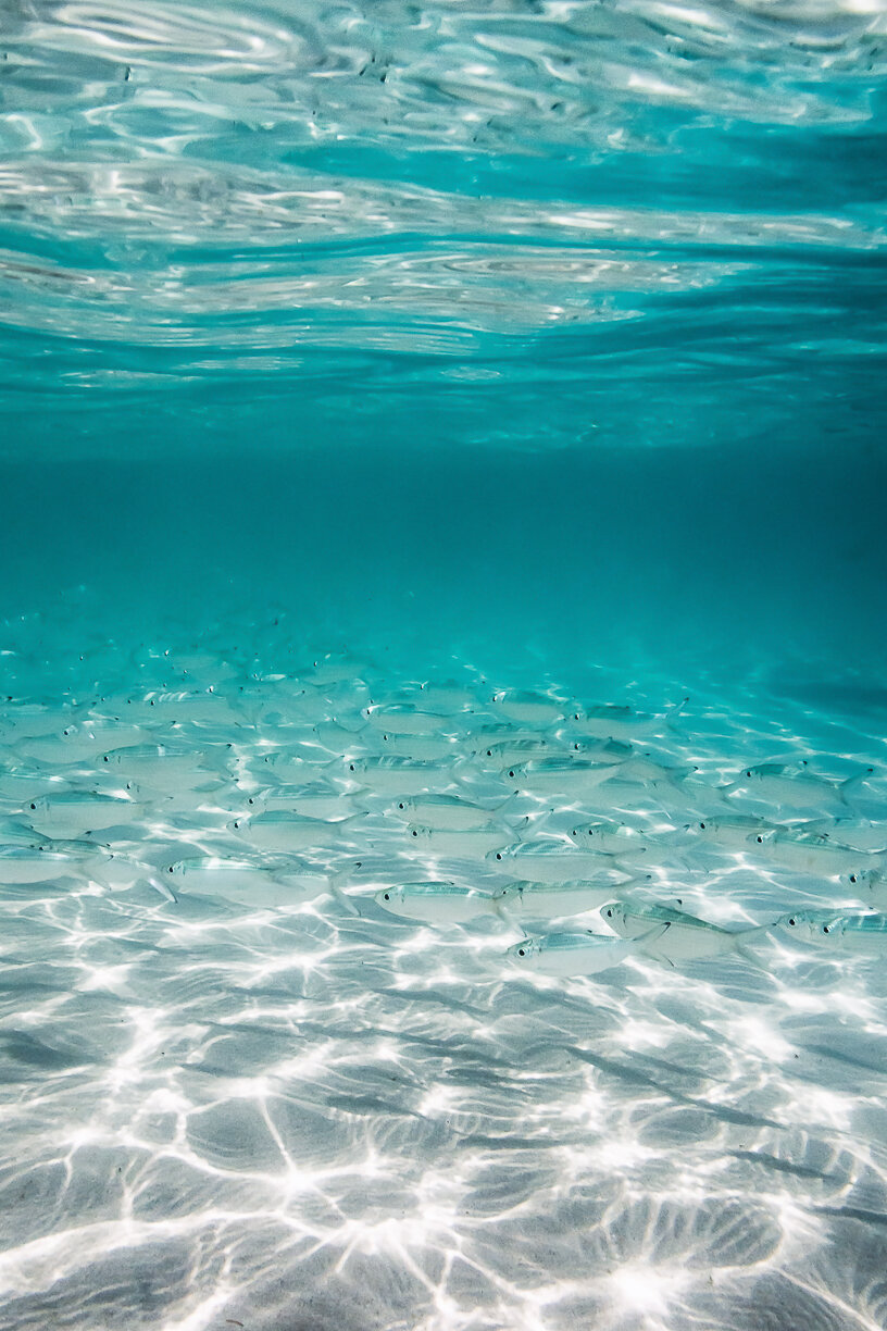 underwater photo really POP