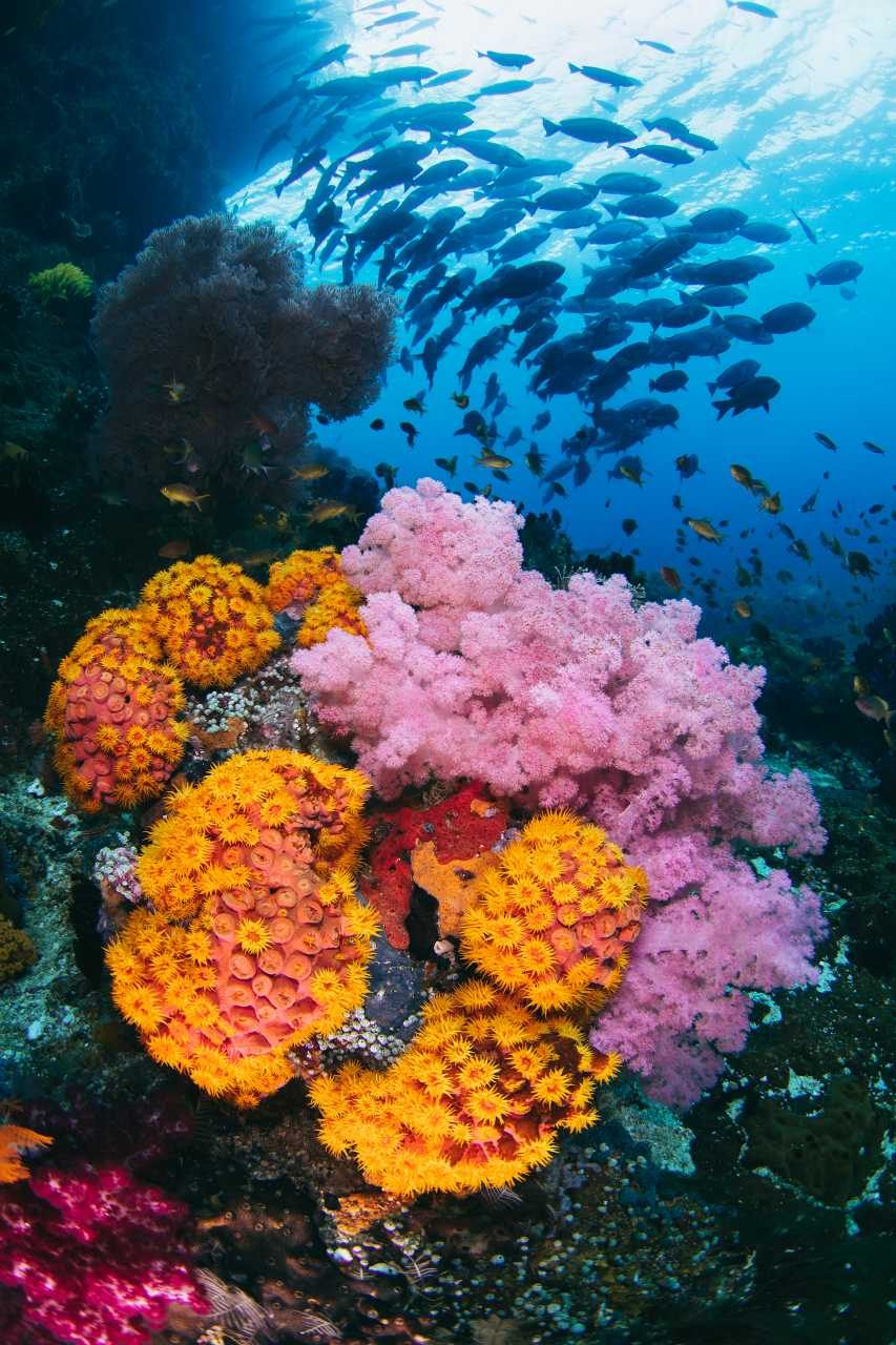 Tropical Fish & Coral Reef Underwater