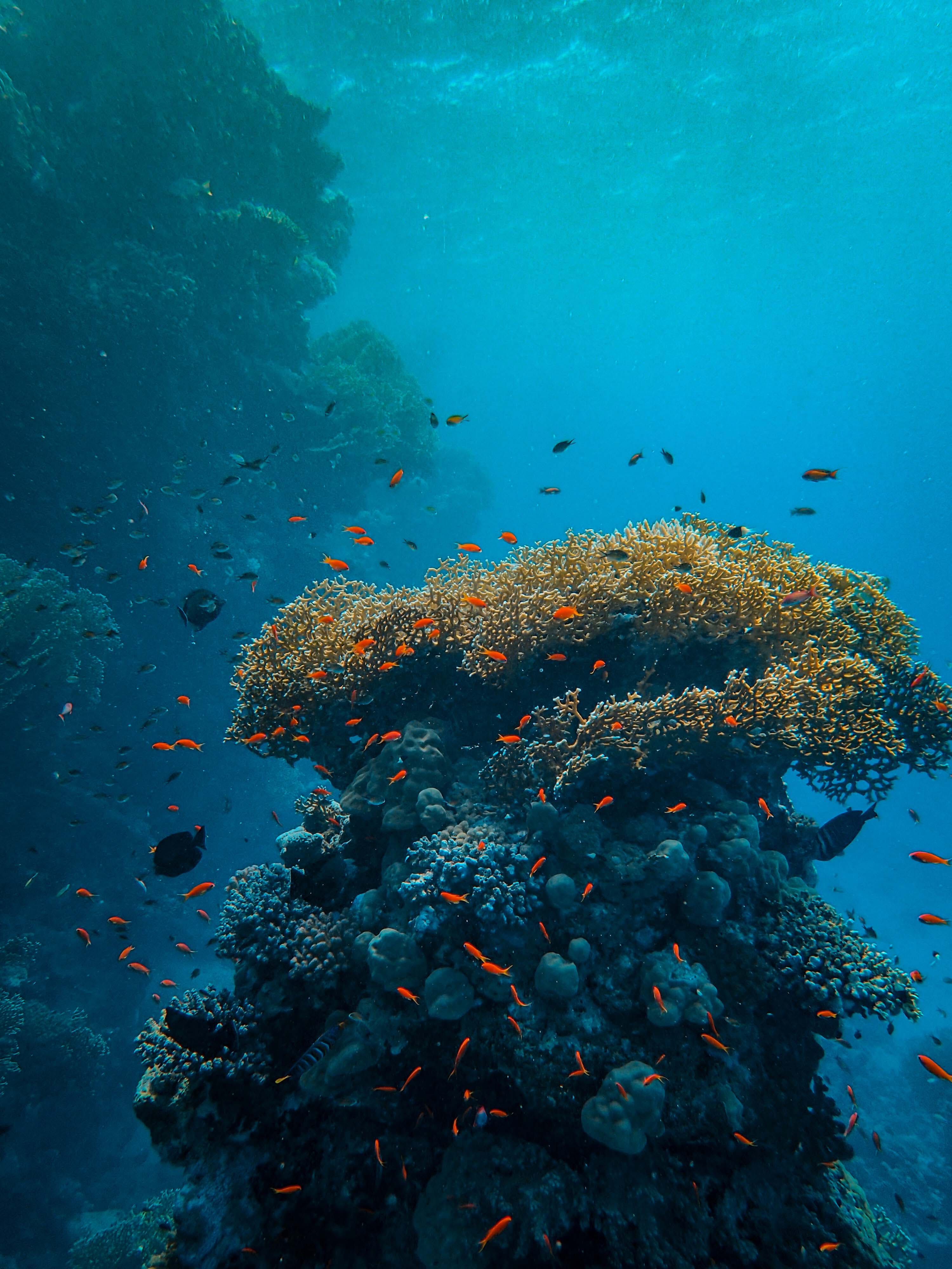 Underwater Photography of Coral Reef