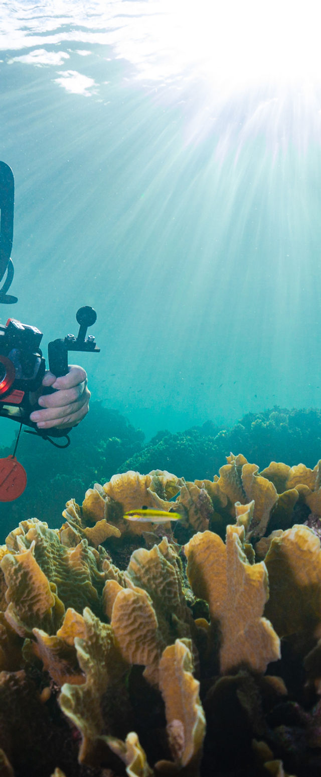 PADI Underwater Photography. College