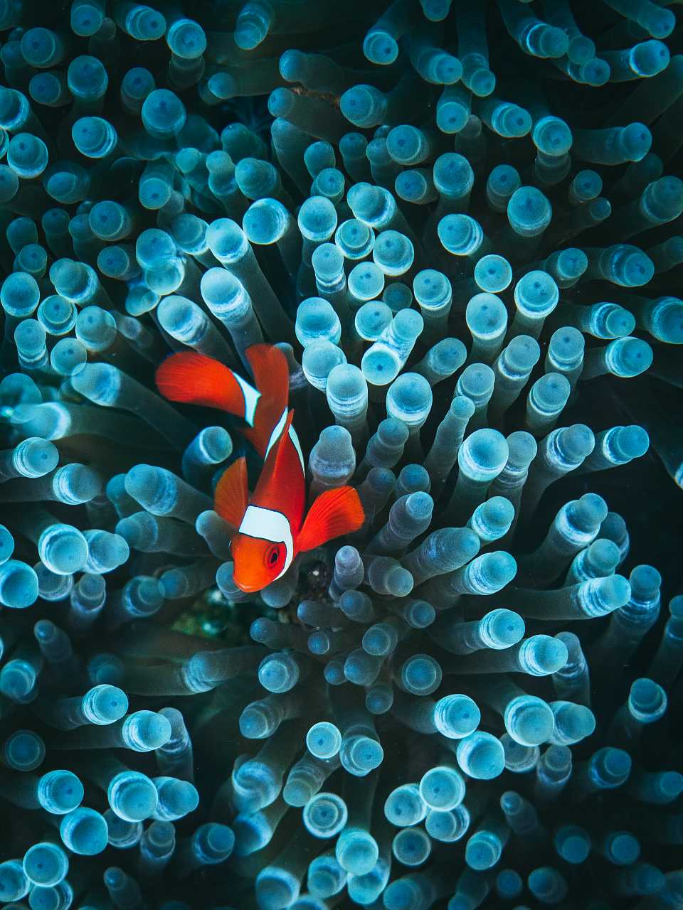 Clown Fish Underwater Photo. Finding