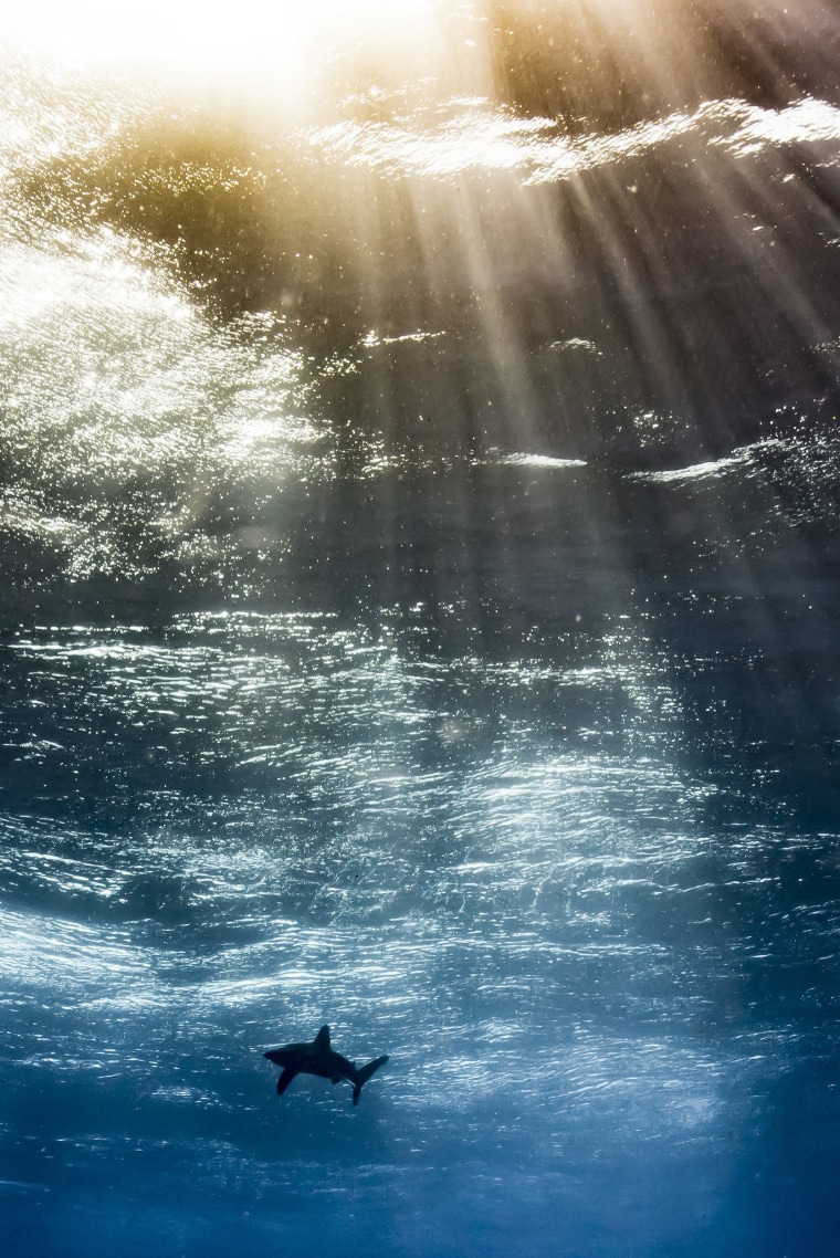 Underwater Photographer of the Year Results