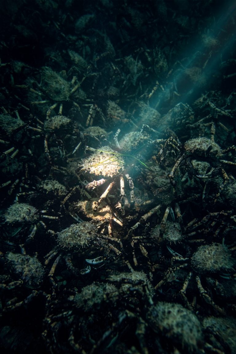 The Beauty of Underwater Photography