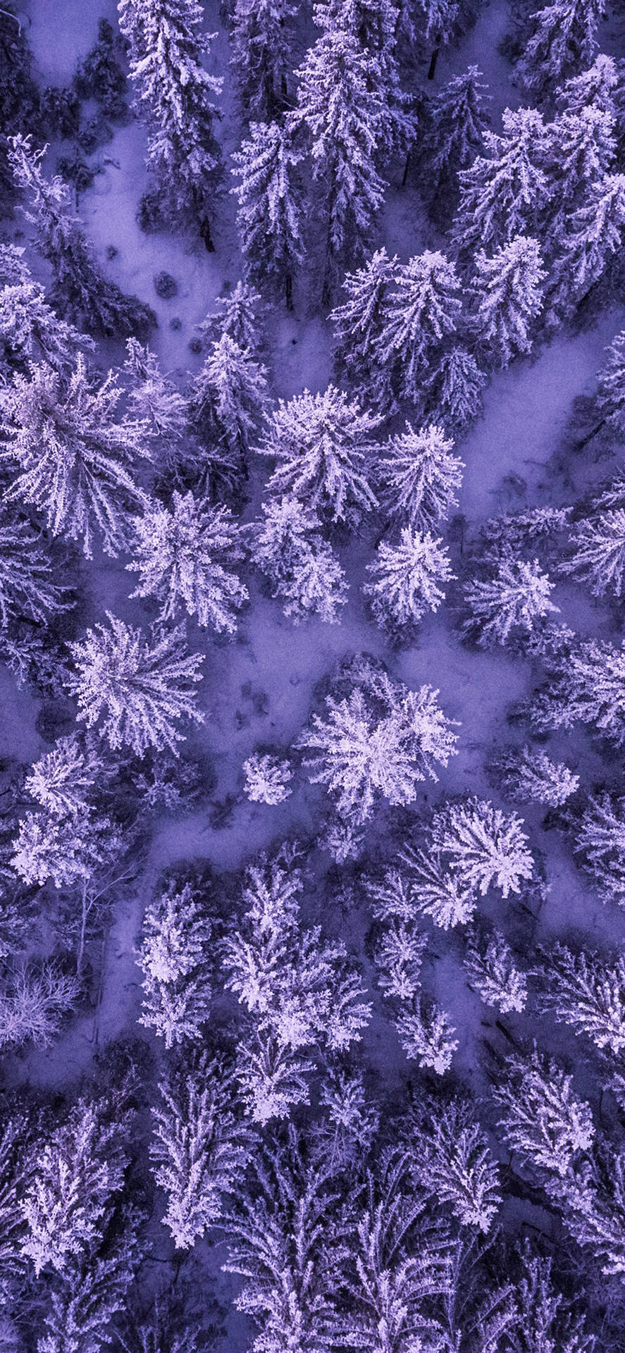 iPhone 11 Purple Snow Forest Wallpaper