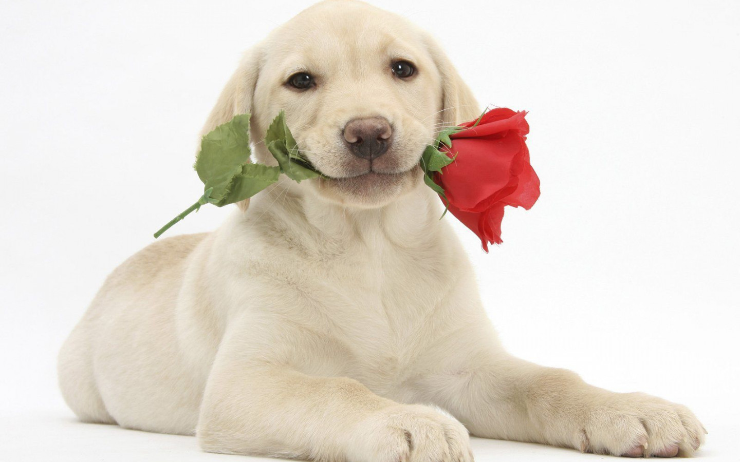 Puppy Valentines Day High Definition