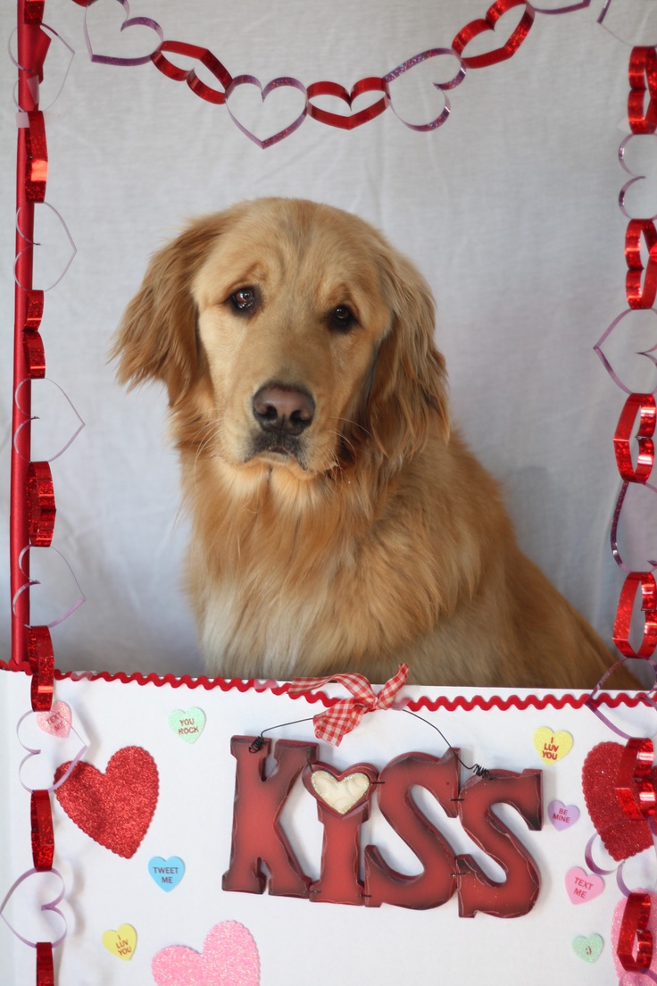 Dog valentines, Pet photography props