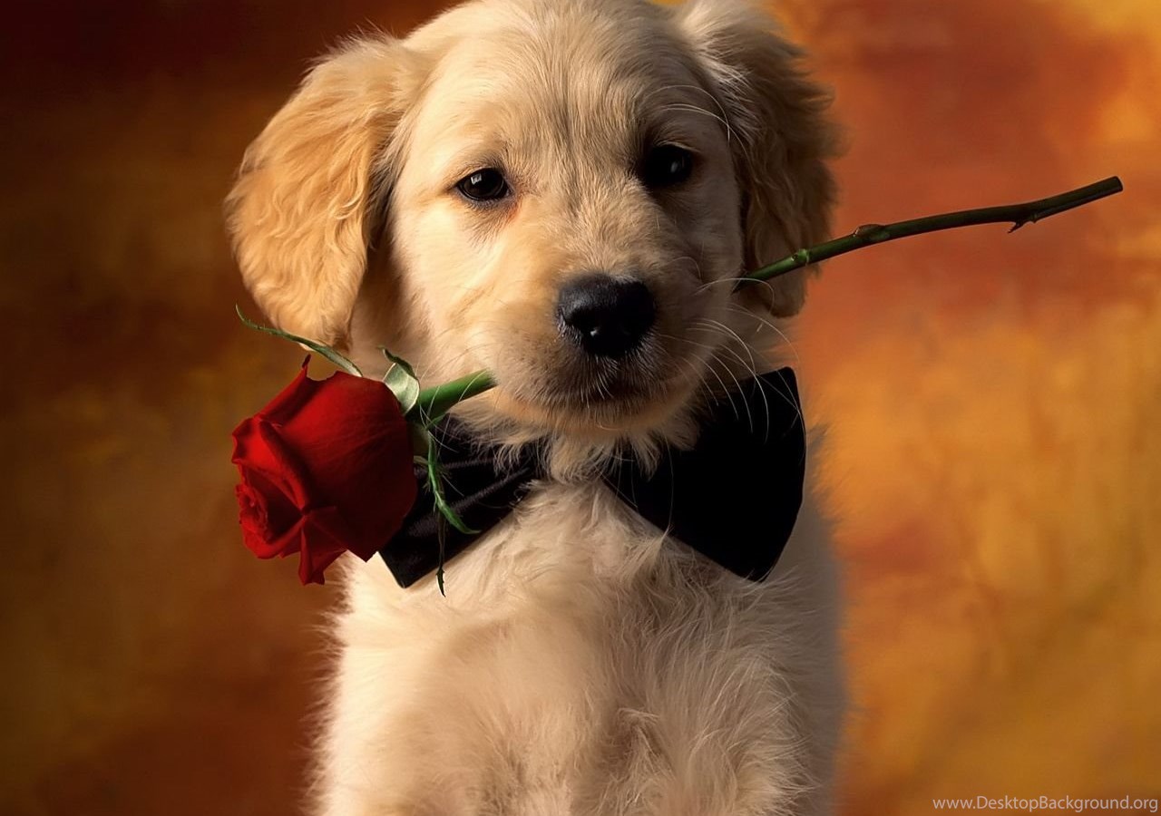 Valentines day dog wallpaper