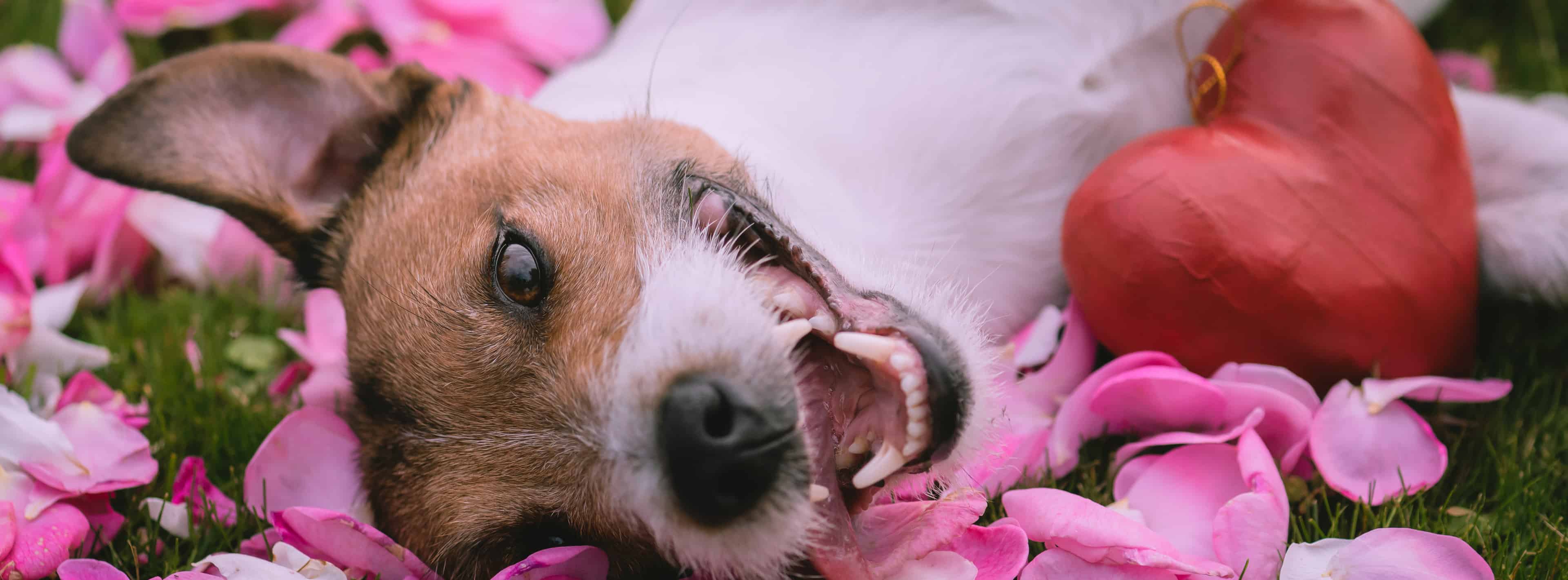 Your Dog May Be a Better Valentine