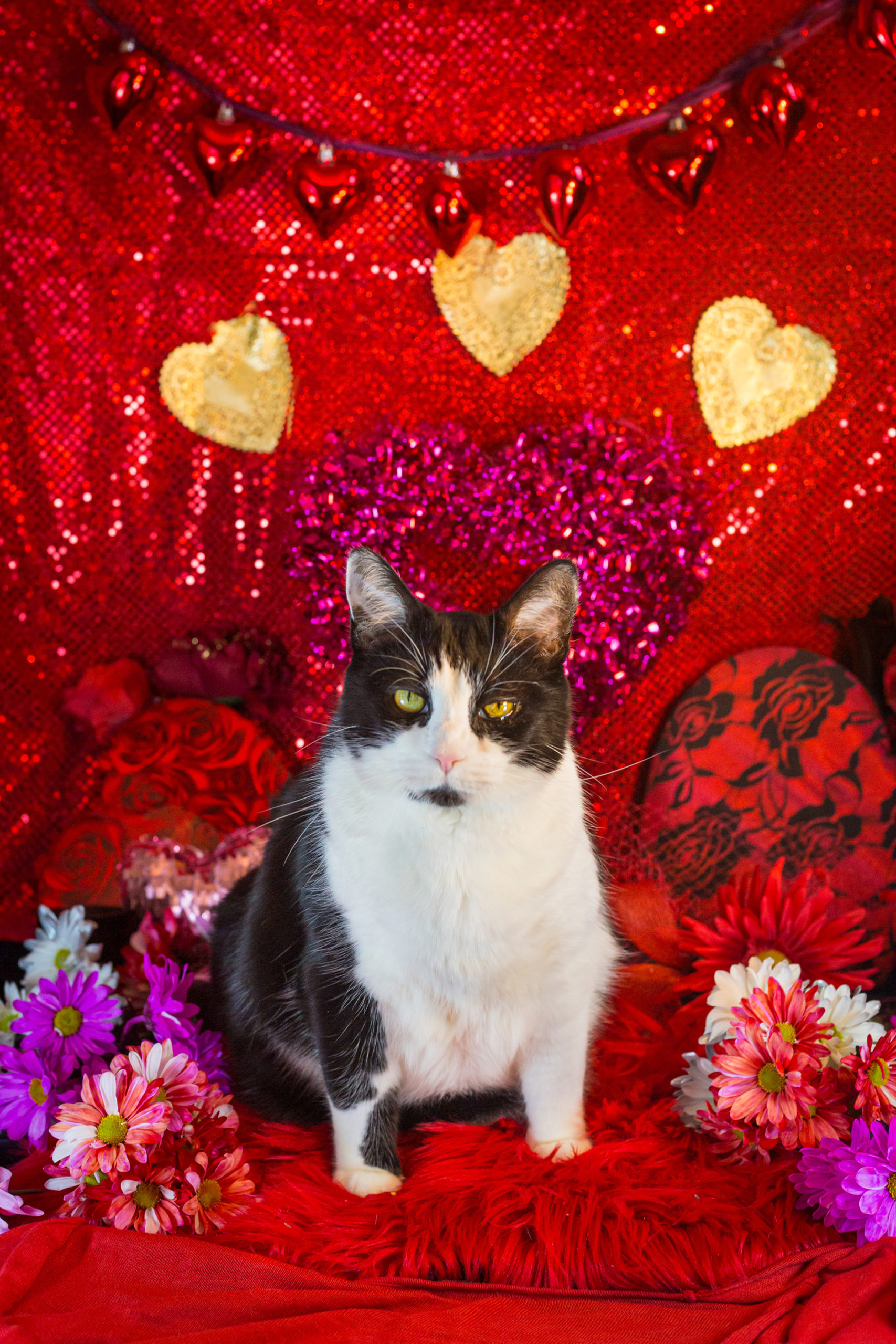 Valentine's Day Glamour Cat Photo